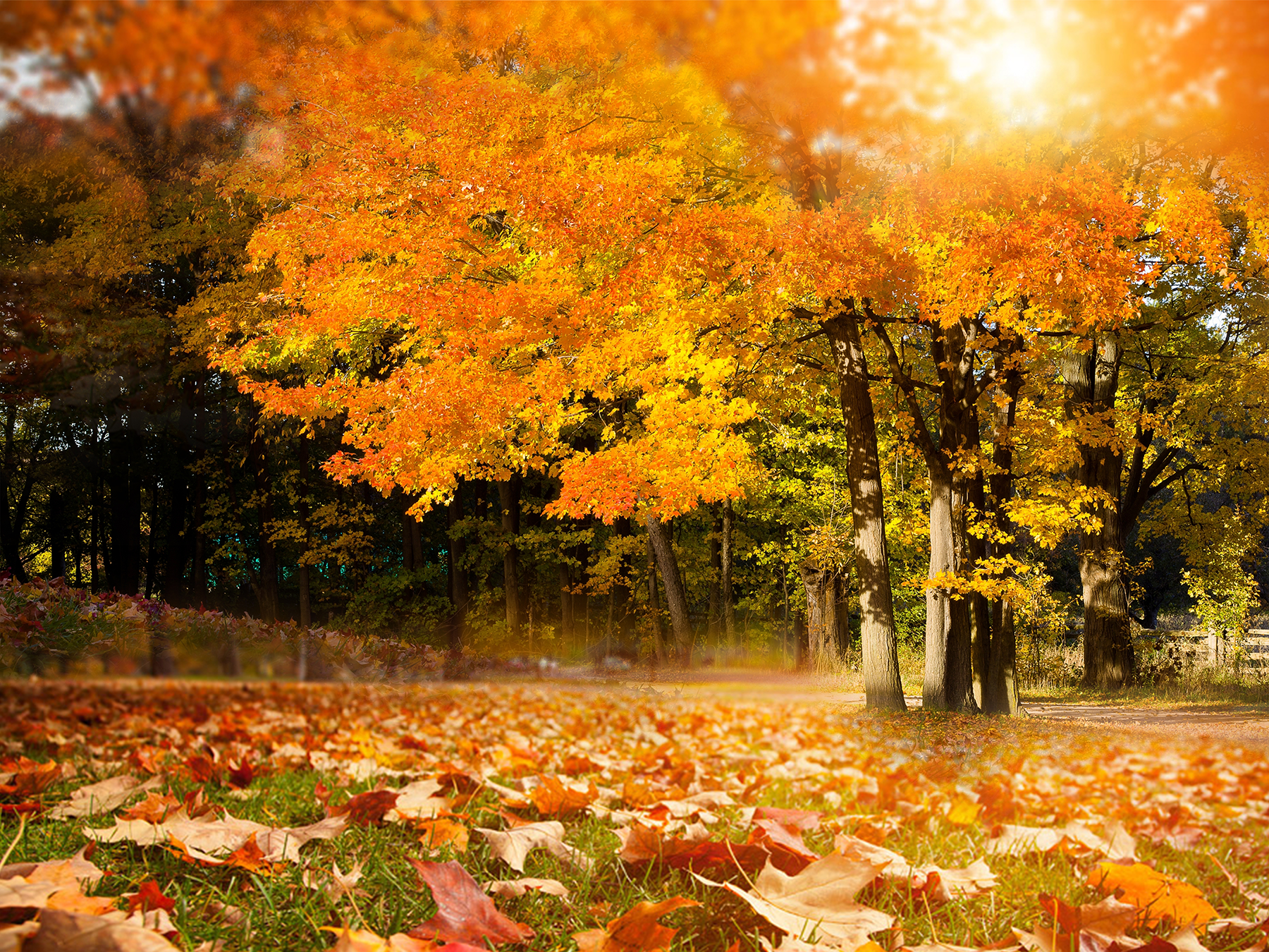 Autumn Wallpaper Download