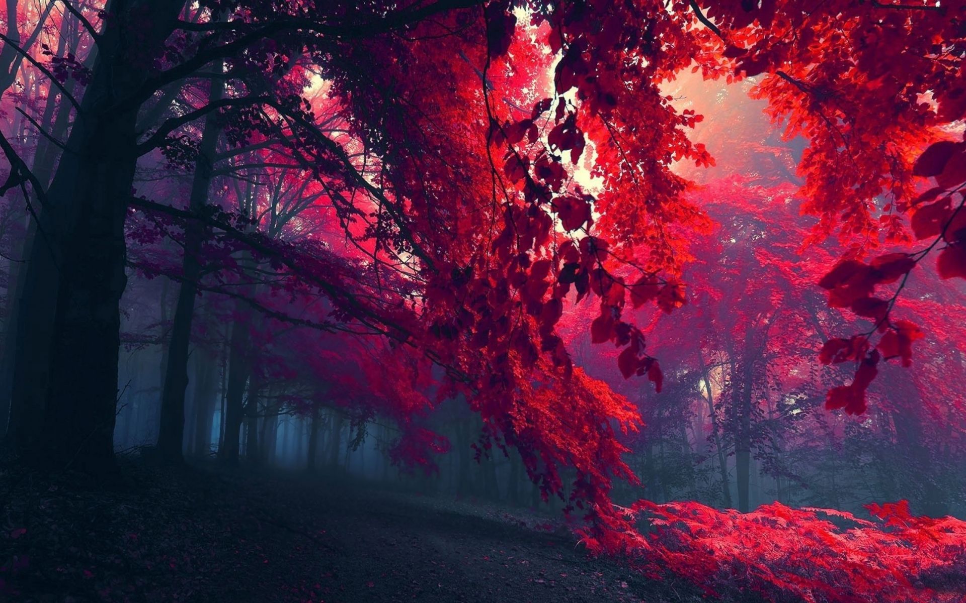 Red autumn desktop wallpaper. Forest wallpaper, Tree HD wallpaper, Fall wallpaper