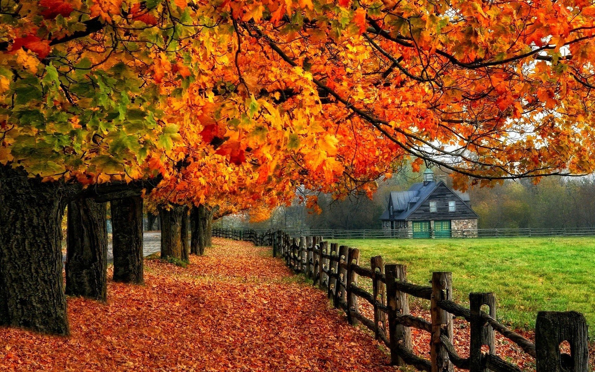 Autumn Background, Autumn, Fall, Natural, Spring, Wallpaper, Nature