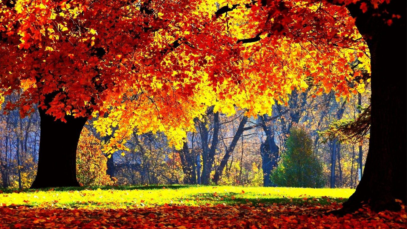 Landscape Nature Leaves Seasons Color Autumn Tree Leaf And Beautiful Scenery Wallpaper & Background Download