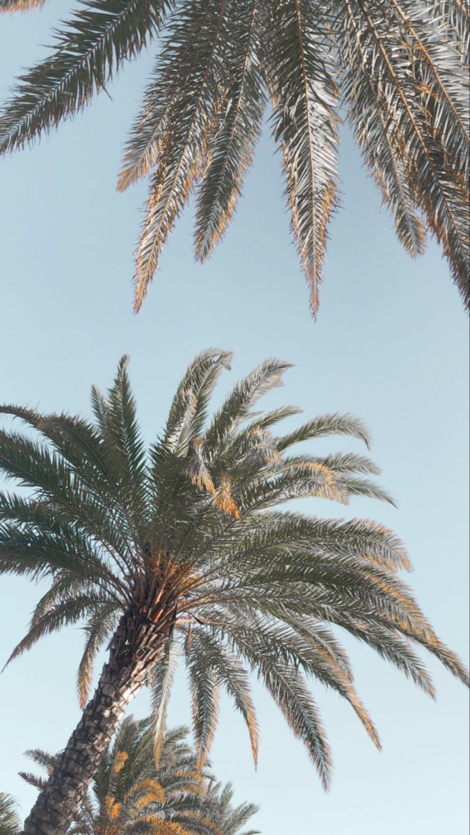 Palm Trees Aesthetic Wallpapers - Wallpaper Cave