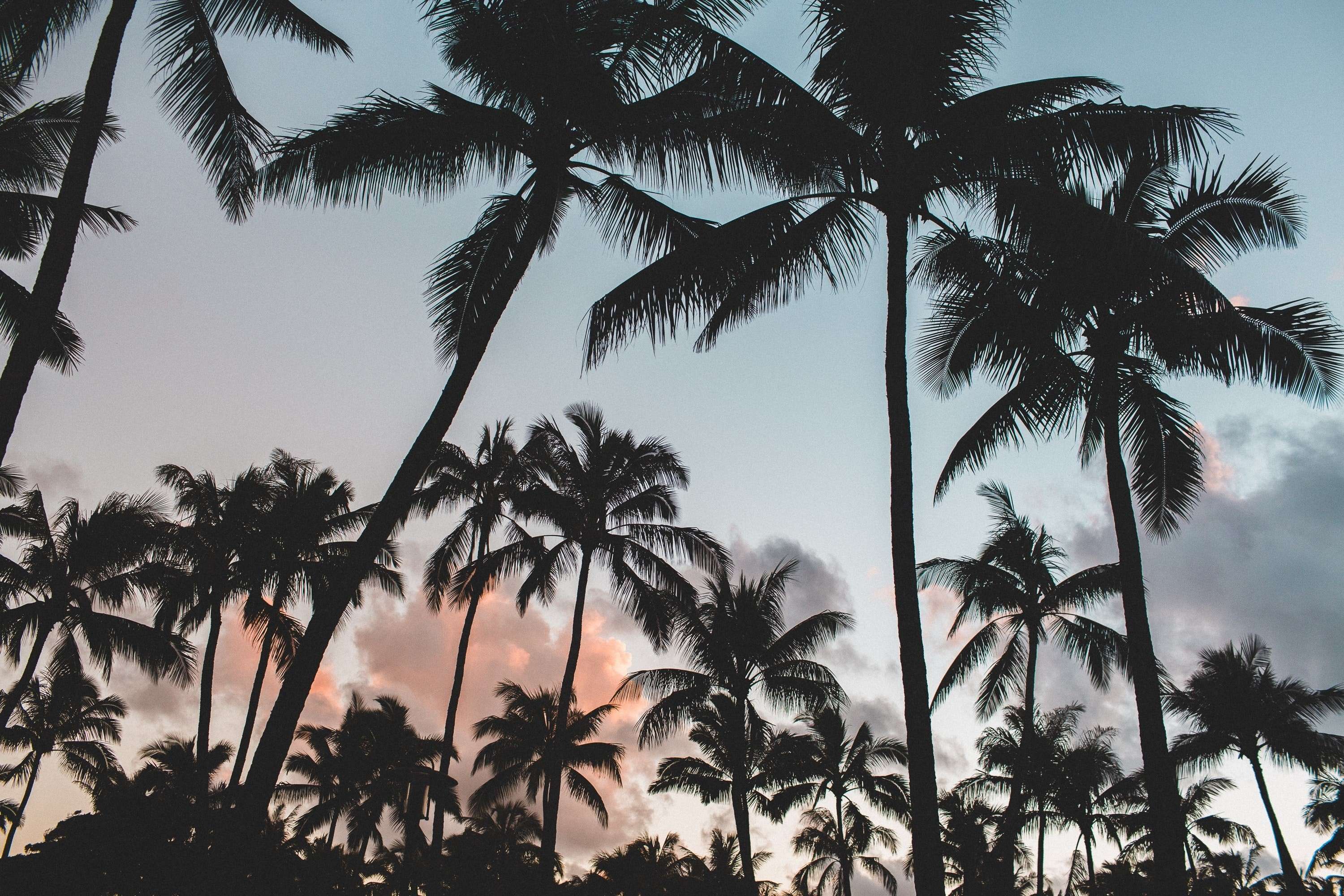Summer Wallpaper Palm Trees