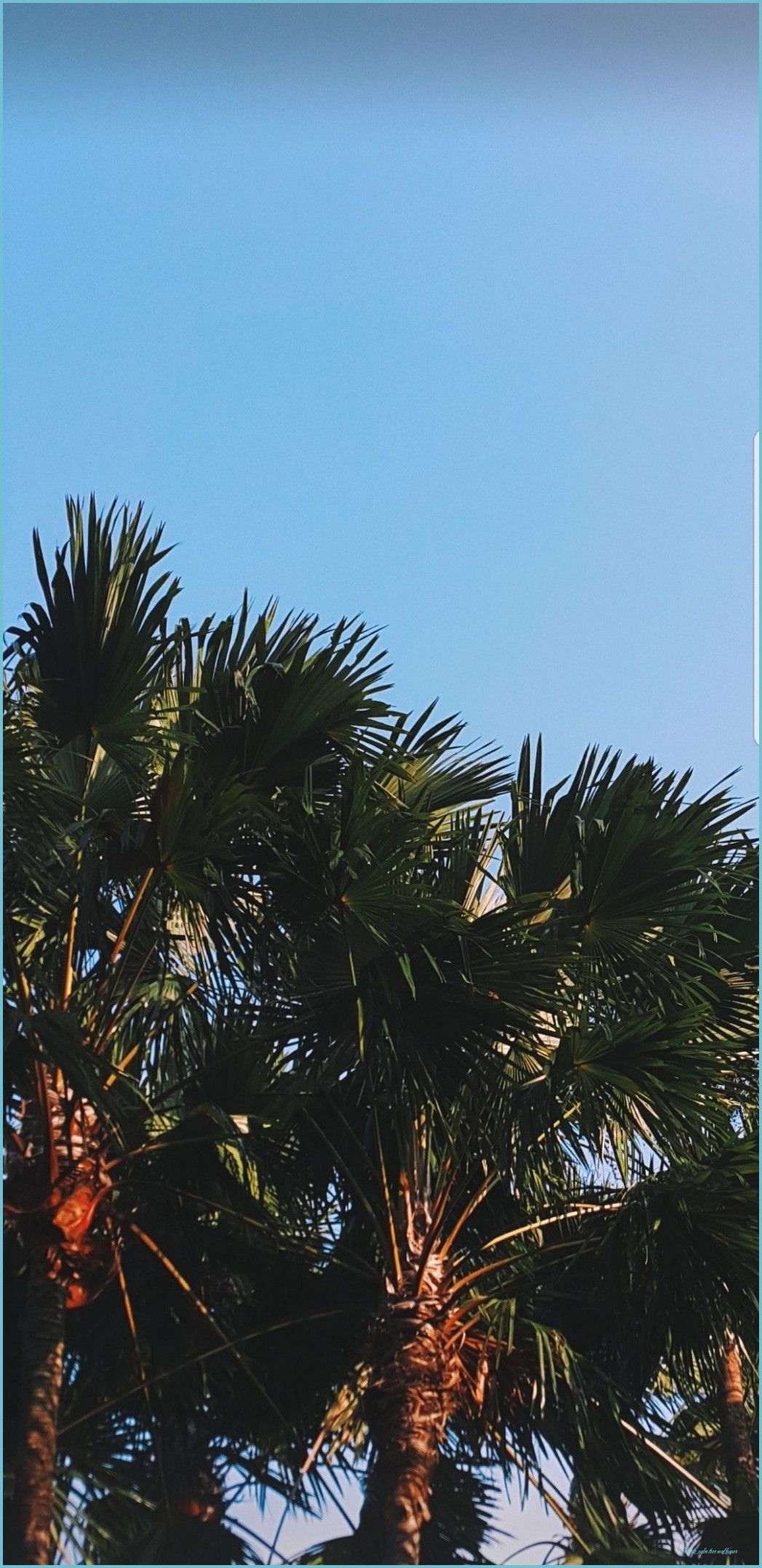 Aesthetic Palm Tree Phone Wallpaper Free Aesthetic Palm palm tree wallpaper