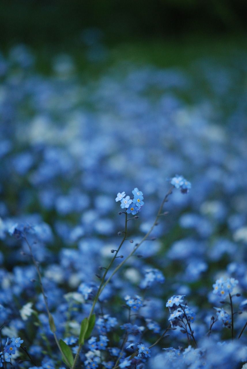 Blue Aesthetic Flowers Wallpapers - Wallpaper Cave