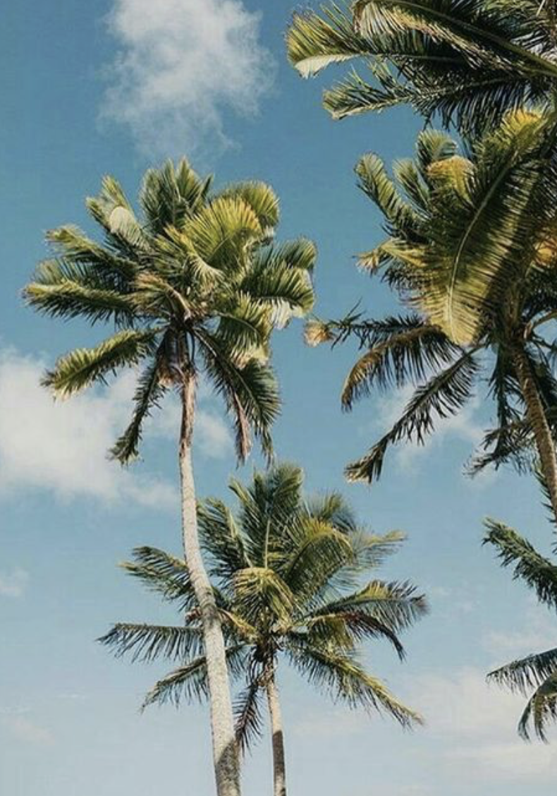 palm tree aesthetic. california and hawaii photography. #palmtrees #california. Hawaii photography, Beach aesthetic, Palm trees