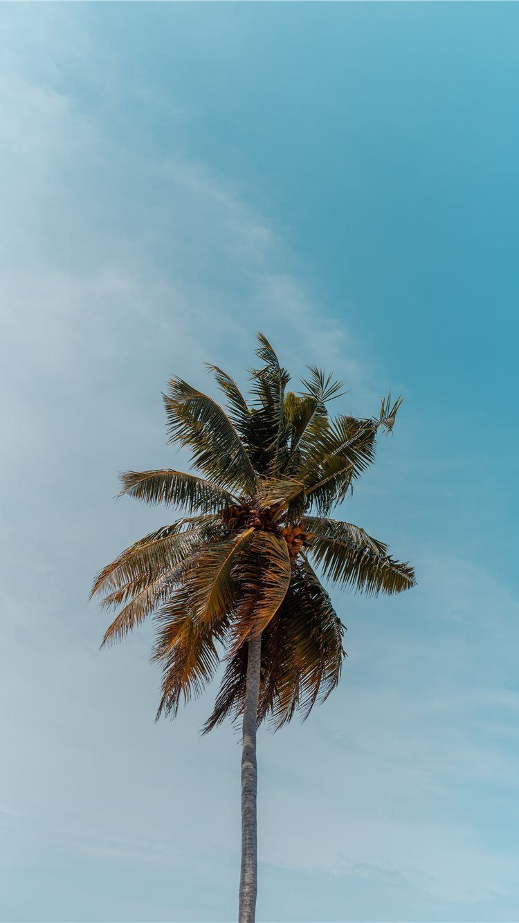 Best Palm tree iPhone 8 Wallpaper HD [2020]