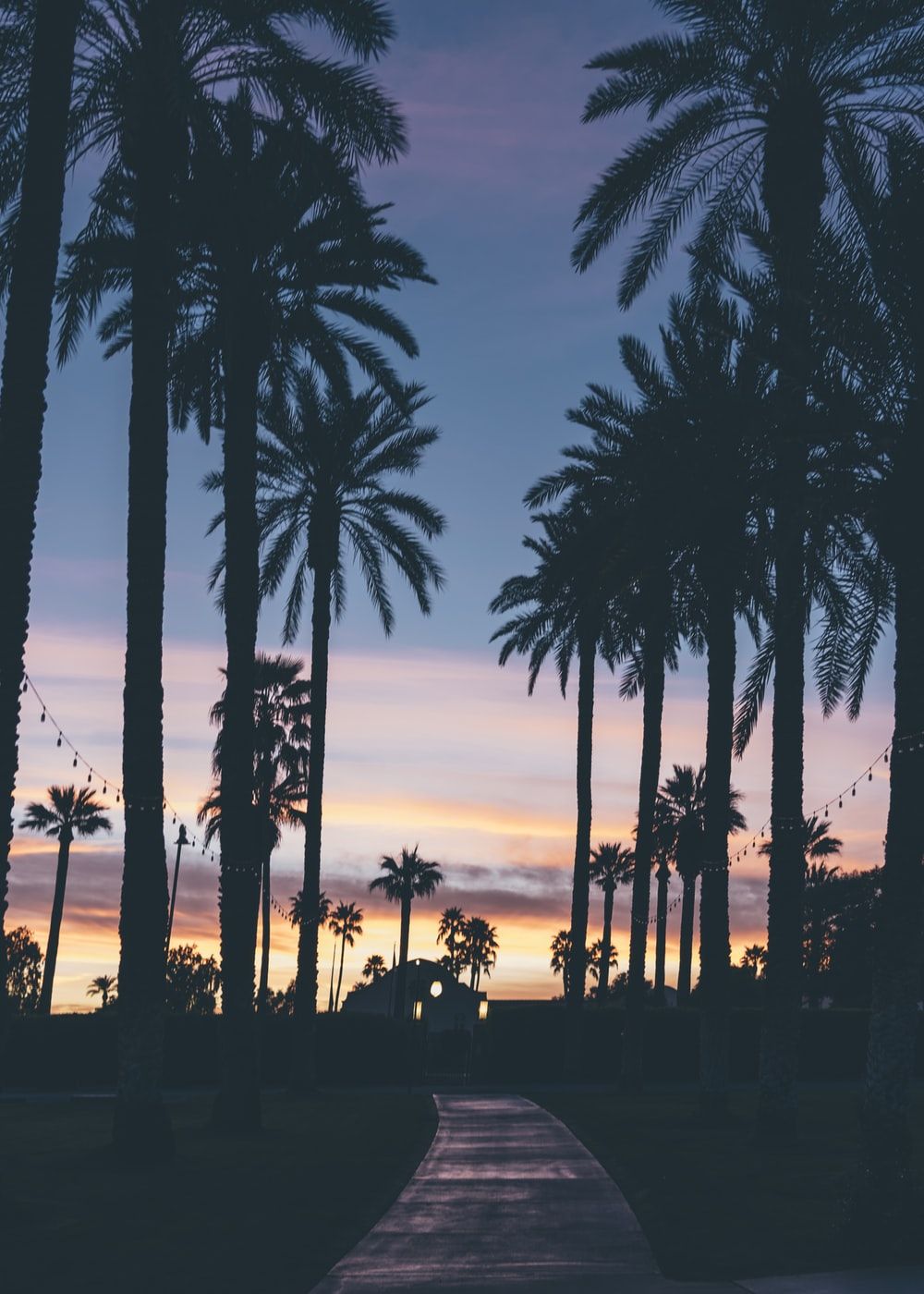 silhouette of palm trees photo