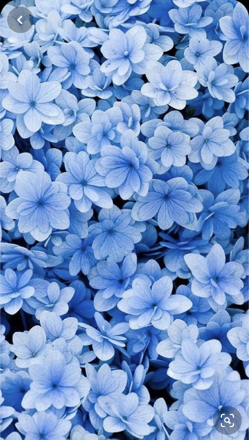 Blue Aesthetic Flowers Wallpaper