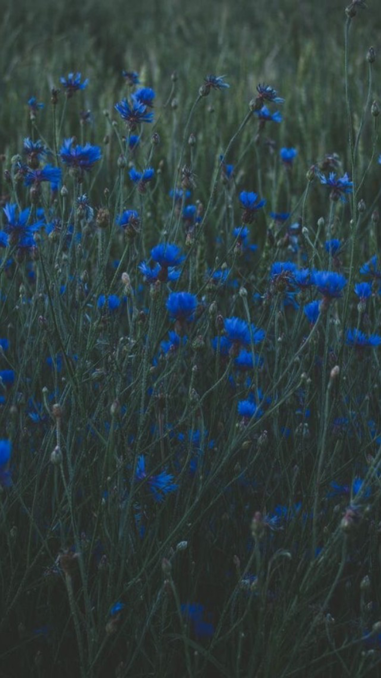 field with blue flowers. Blue flower wallpaper, Blue aesthetic, Flower aesthetic