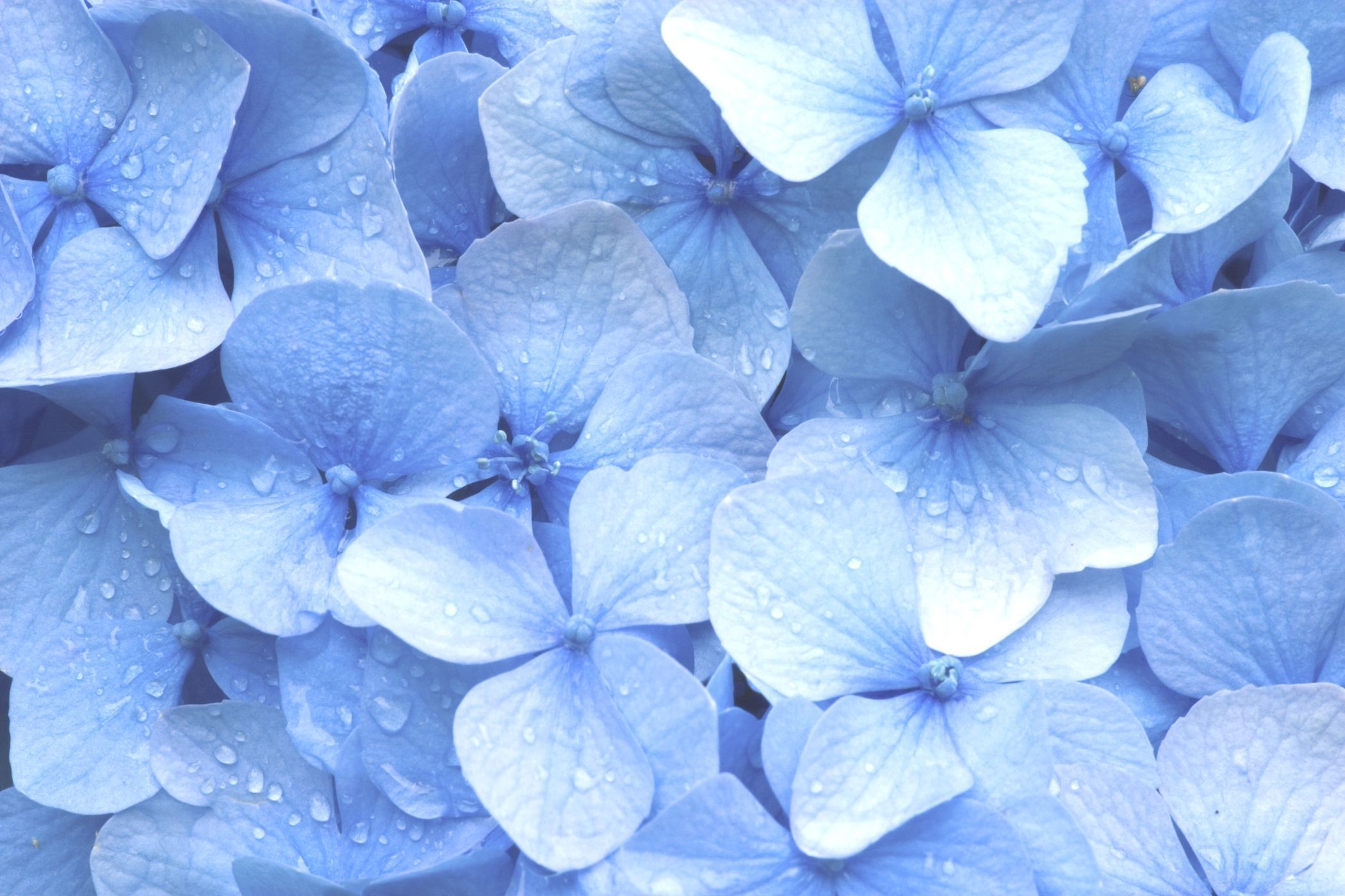 Aesthetic Pastel Blue Flower Wallpapers.