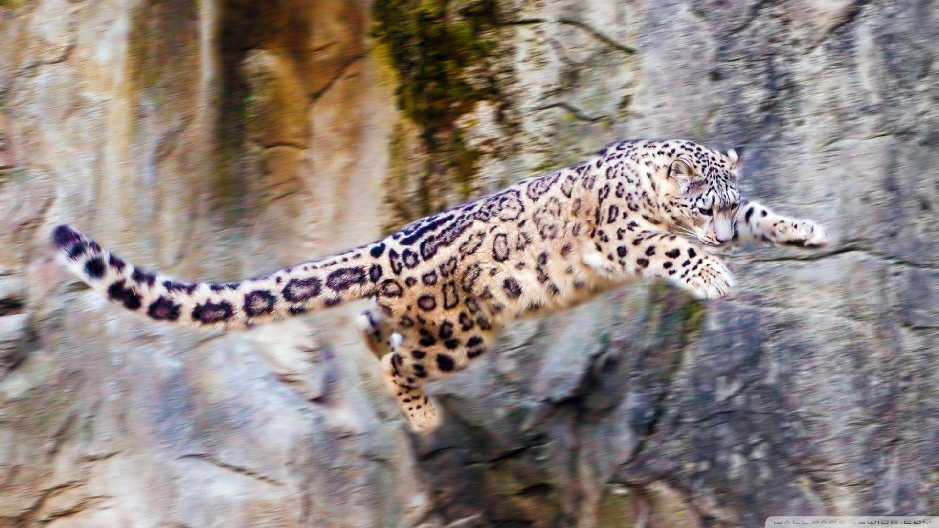 Snow Leopard Flying ❤ 4K HD Desktop Wallpaper for 4K Ultra HD TV