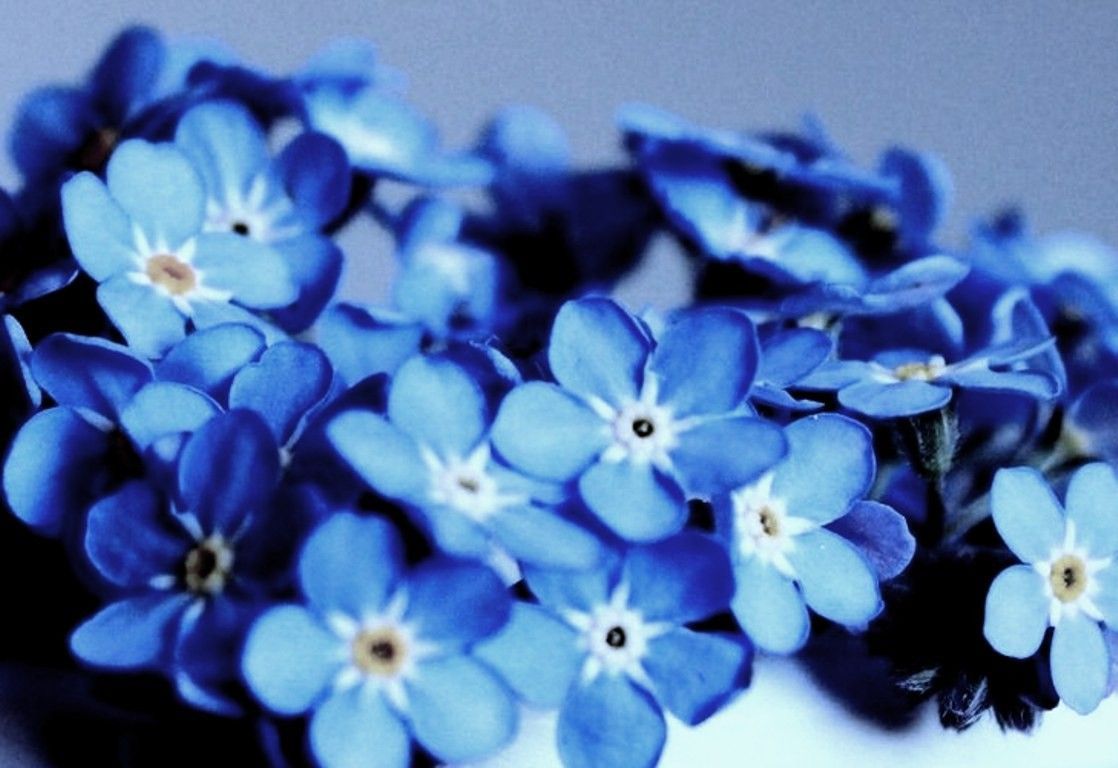 Aesthetic Blue Flower Background