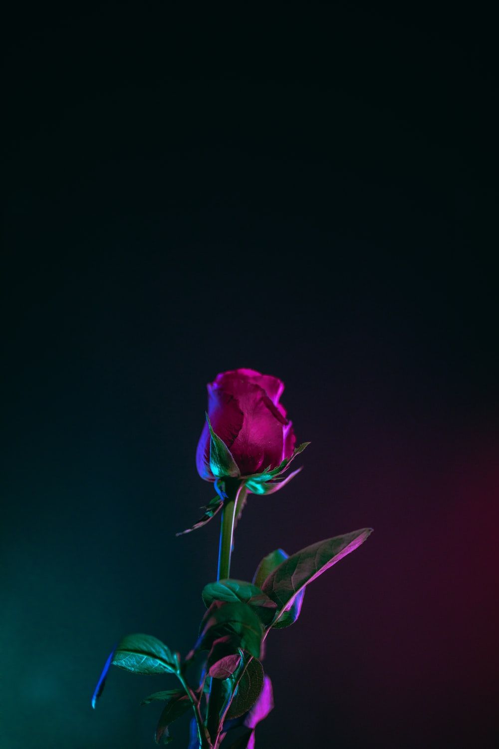 Neon Rose Picture. Download Free Image