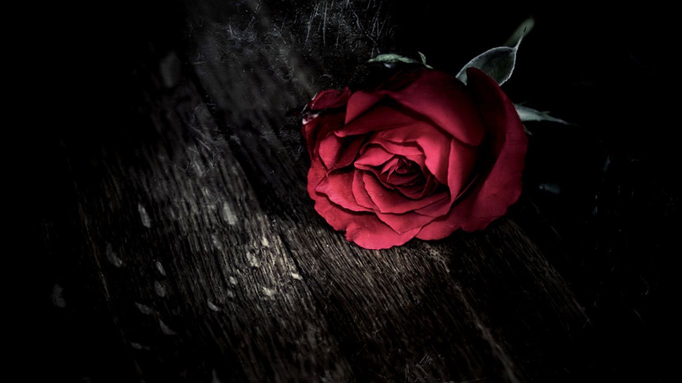 ༺♥༻ Red Roses & Flowers ༺♥༻. Rose wallpaper, Beautiful roses, Rose