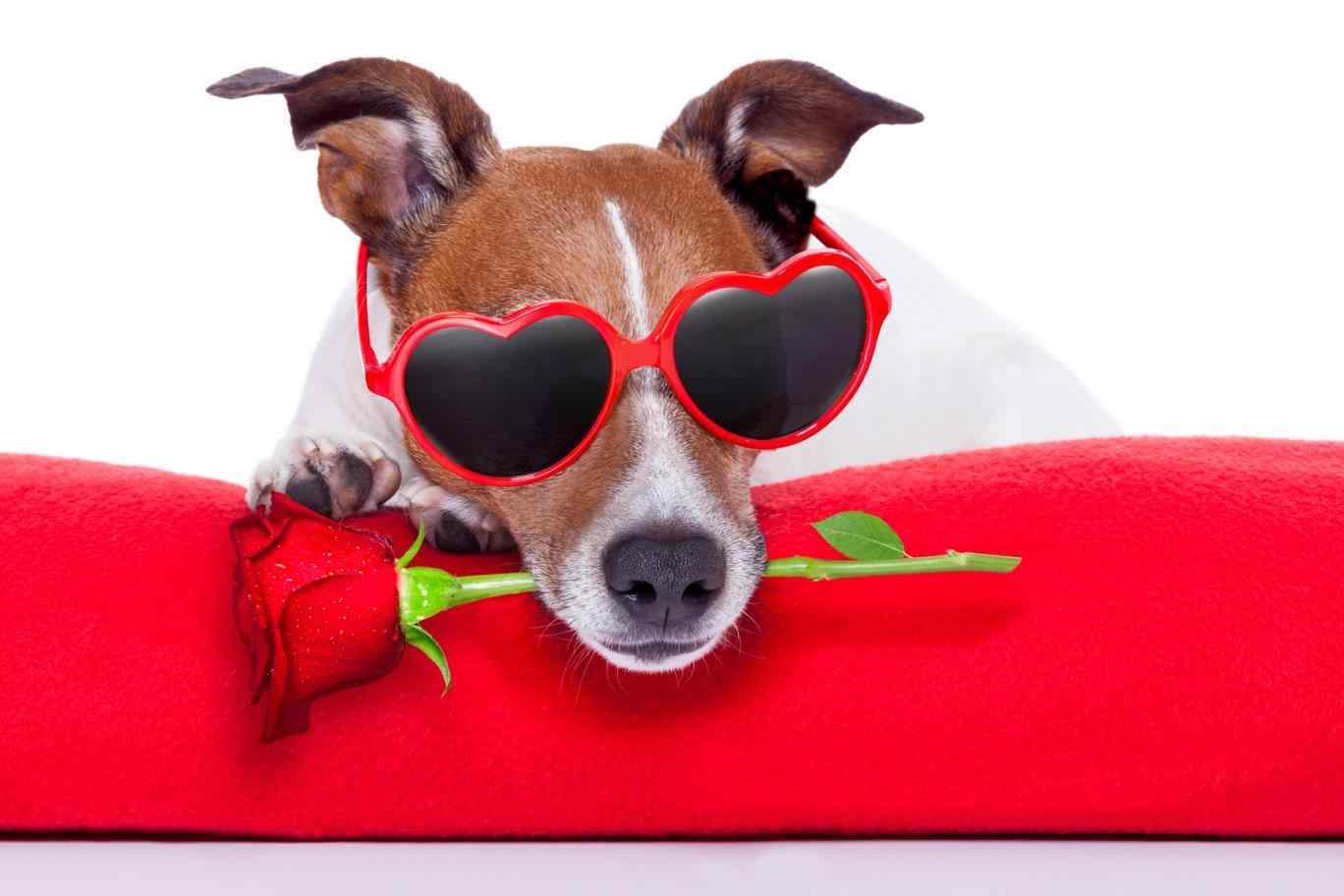 Valentine Dog Wallpaper Free Valentine Dog Background