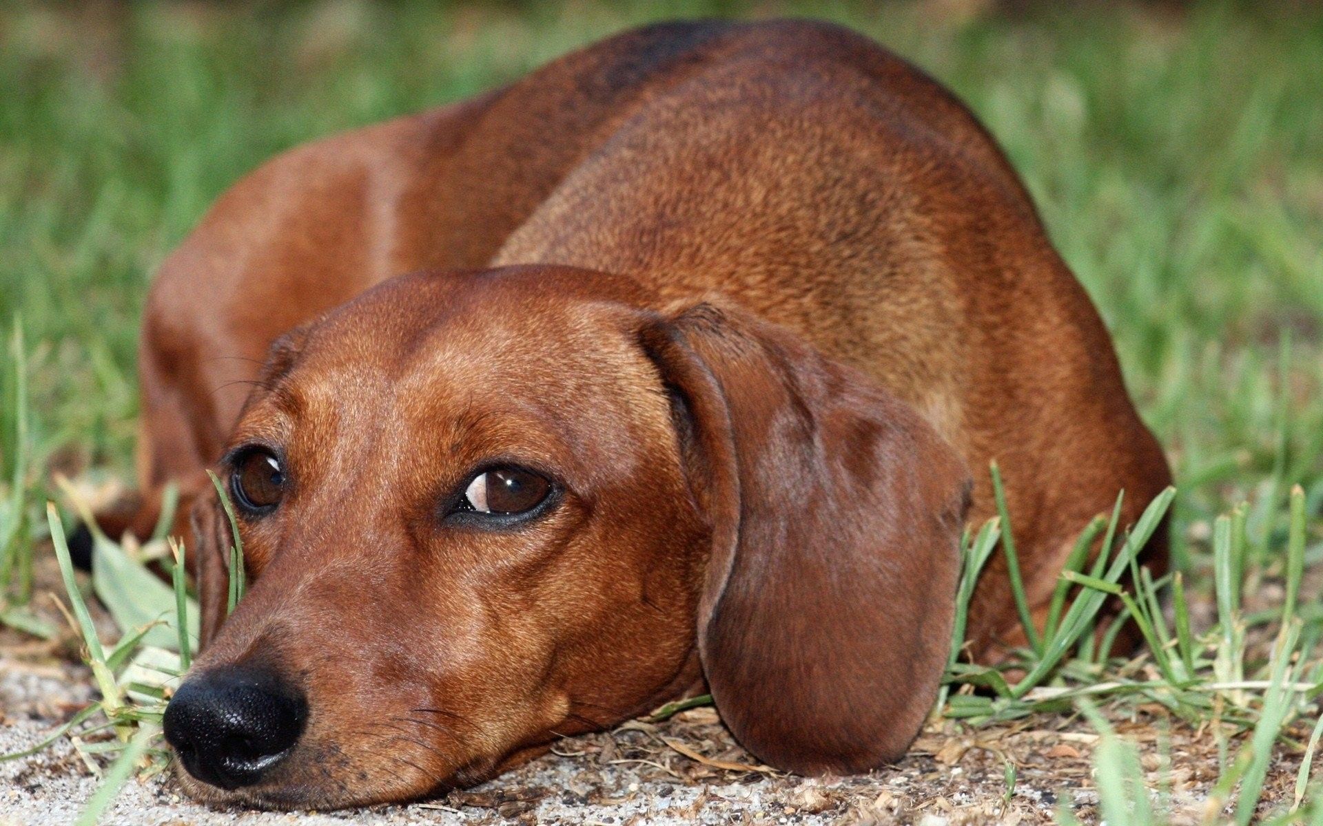 Weiner Dog Wallpaper