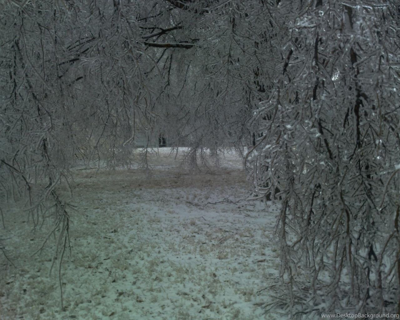 Winter Storm Forest HD Wallpaper Desktop Background