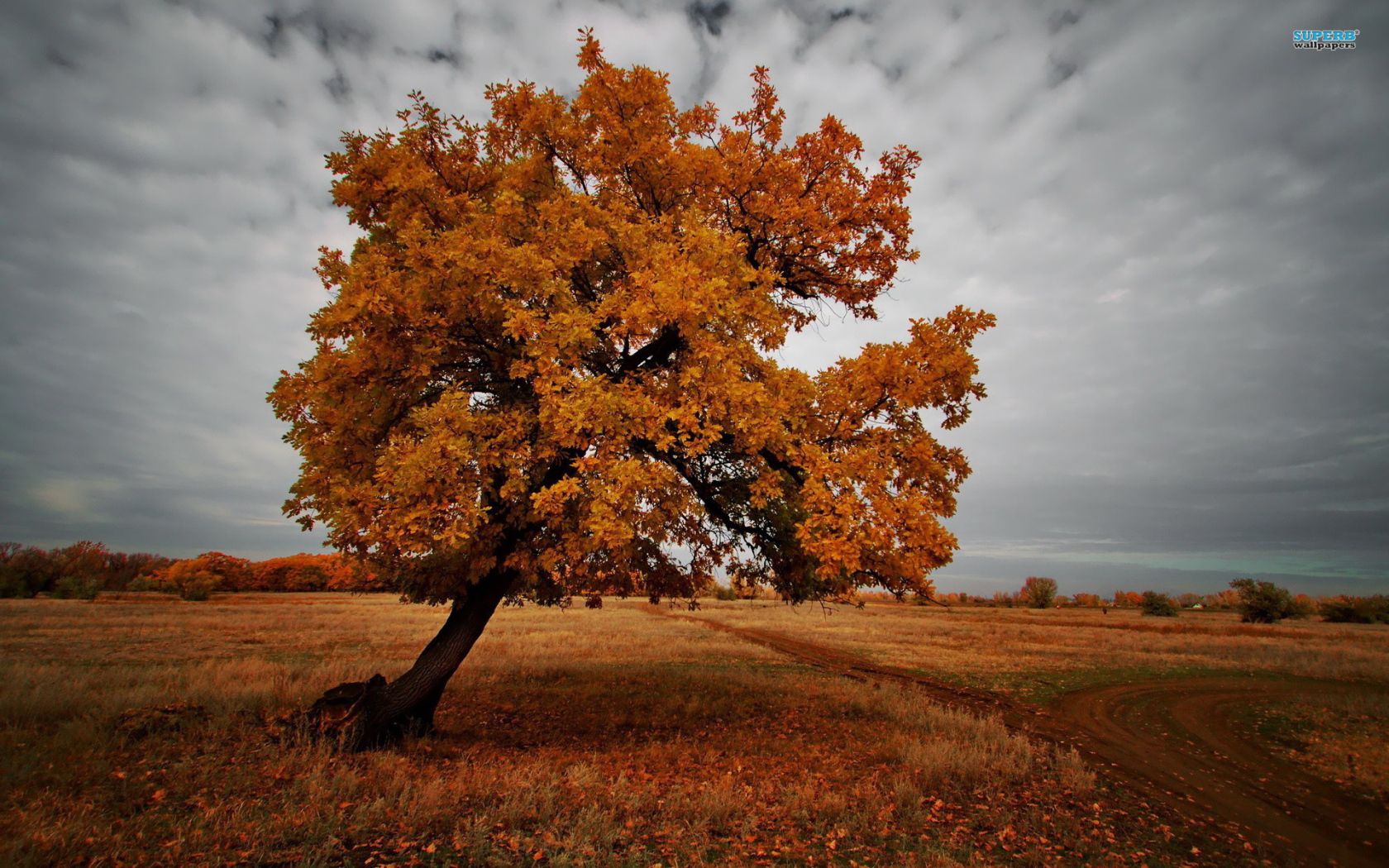 The tree in the dark autumn Desktop wallpaper 1680x1050