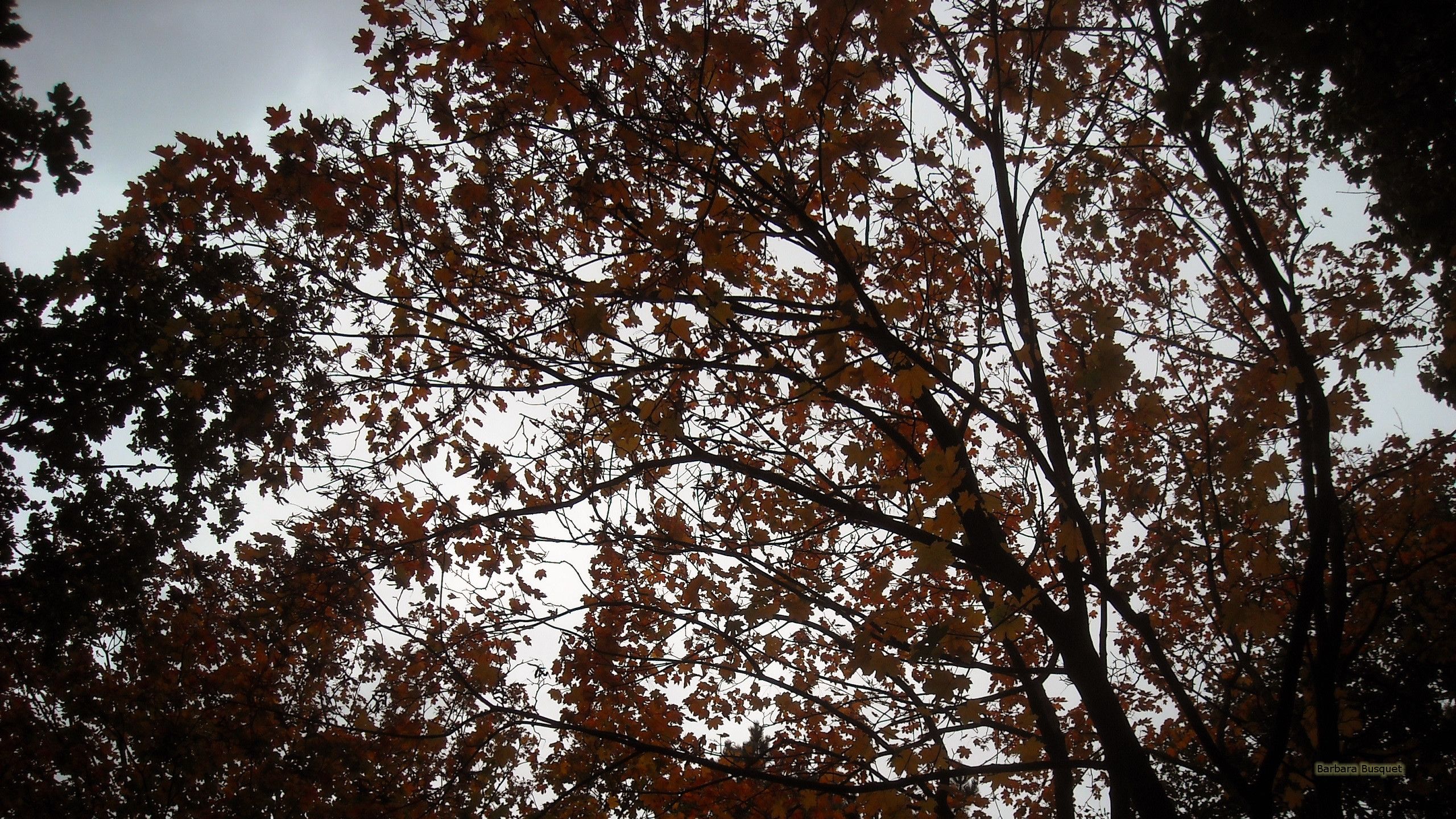 Autumn tree wallpaper's HD Wallpaper