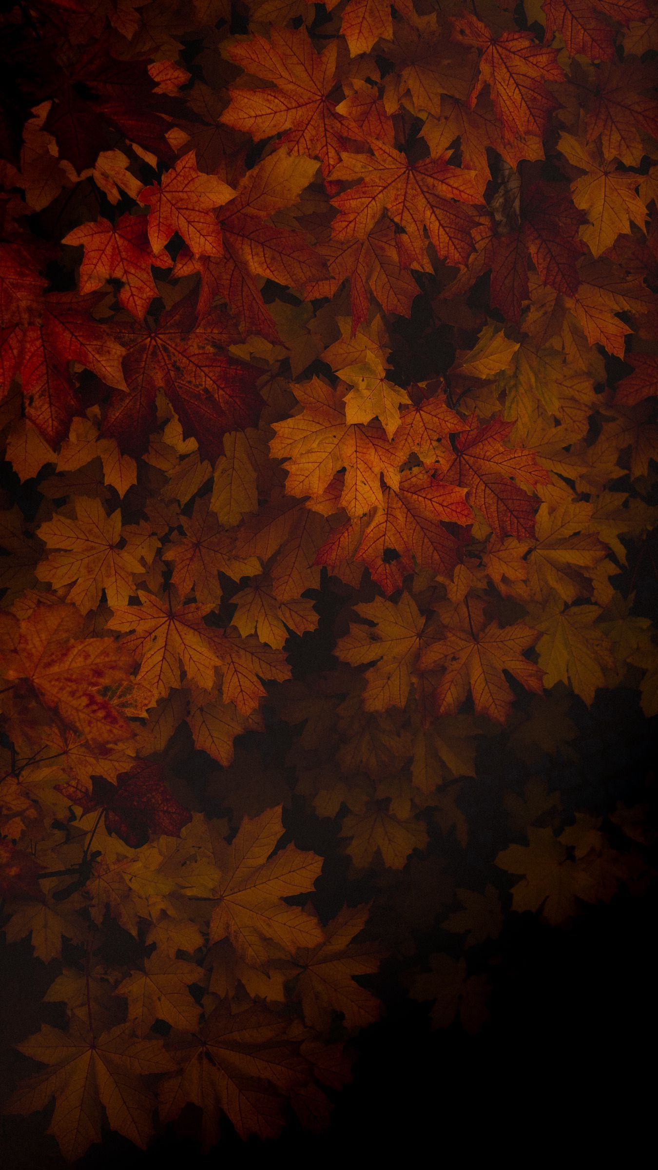 Download wallpaper 1350x2400 maple, leaves, dark, tree, autumn, shadow iphone 8+/7+/6s+/for parallax HD background