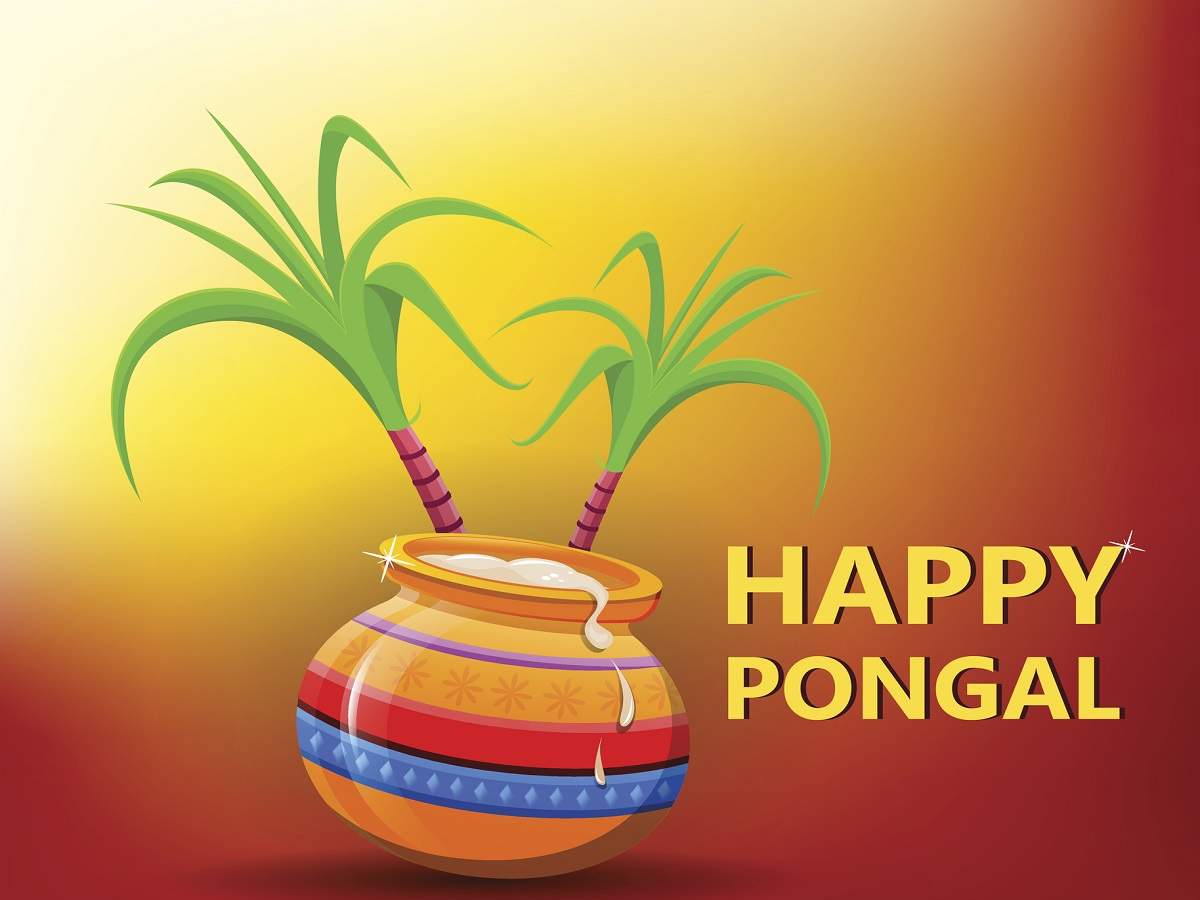 Happy Pongal 2022: Wishes, Messages, Quotes, Image, Facebook & Whatsapp status of India