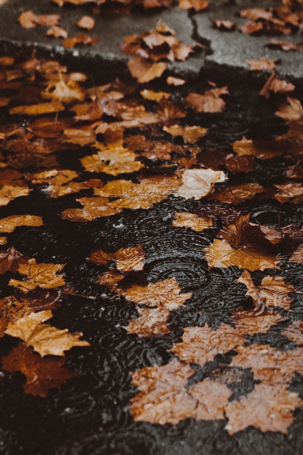 Dark Autumn Tree Wallpapers - Wallpaper Cave