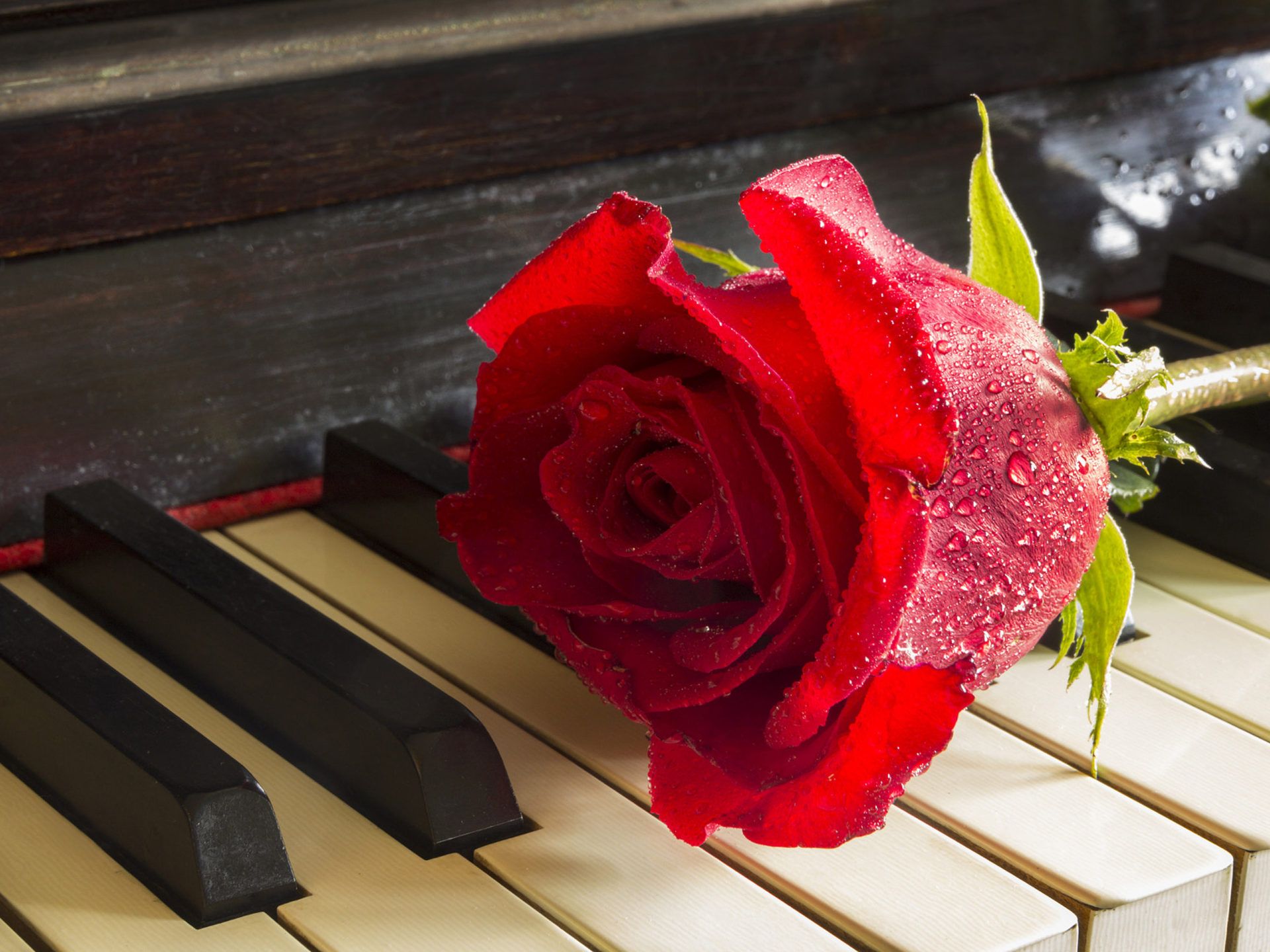Red Rose On Piano Relaxing Music Meditation Desktop HD Wallpaper For Mobile Phones And Computer 3840x2400, Wallpaper13.com