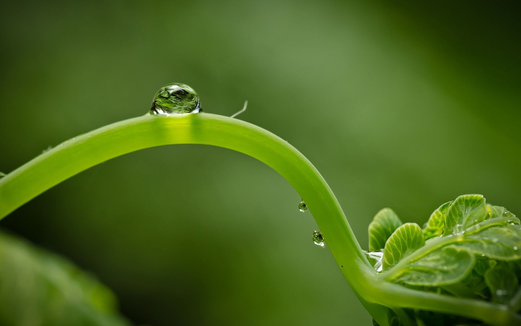 Water Drop Green Plant