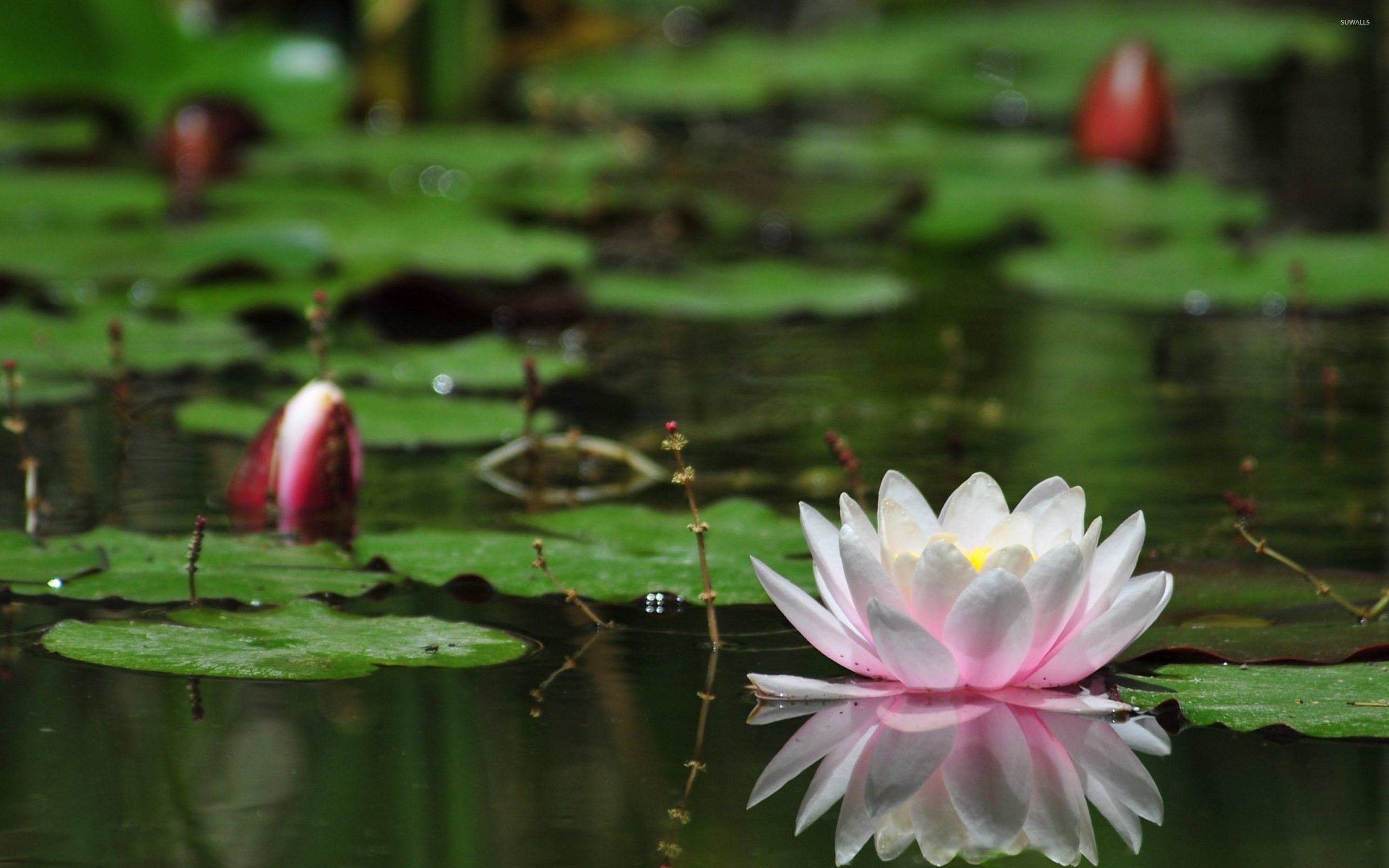 Water Lotus Wallpaper Free Water Lotus Background