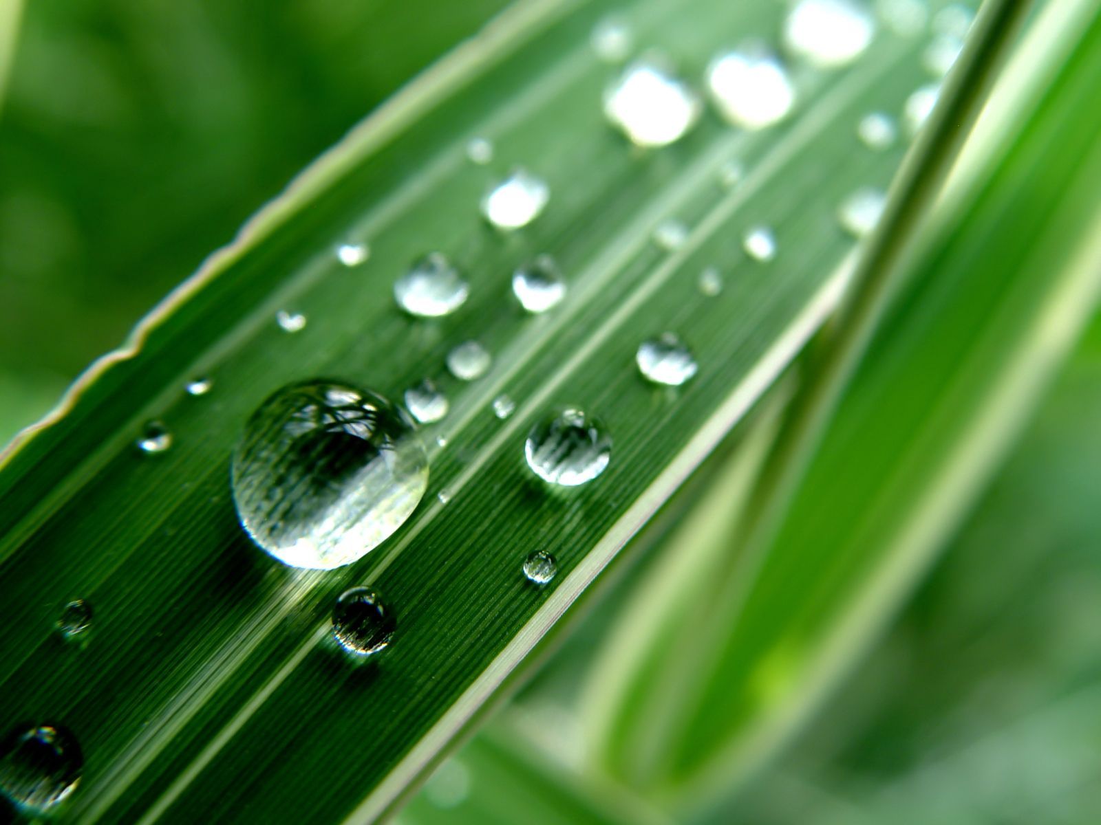 Water dripping. iPhone 5s wallpaper, Plant wallpaper, Water droplets