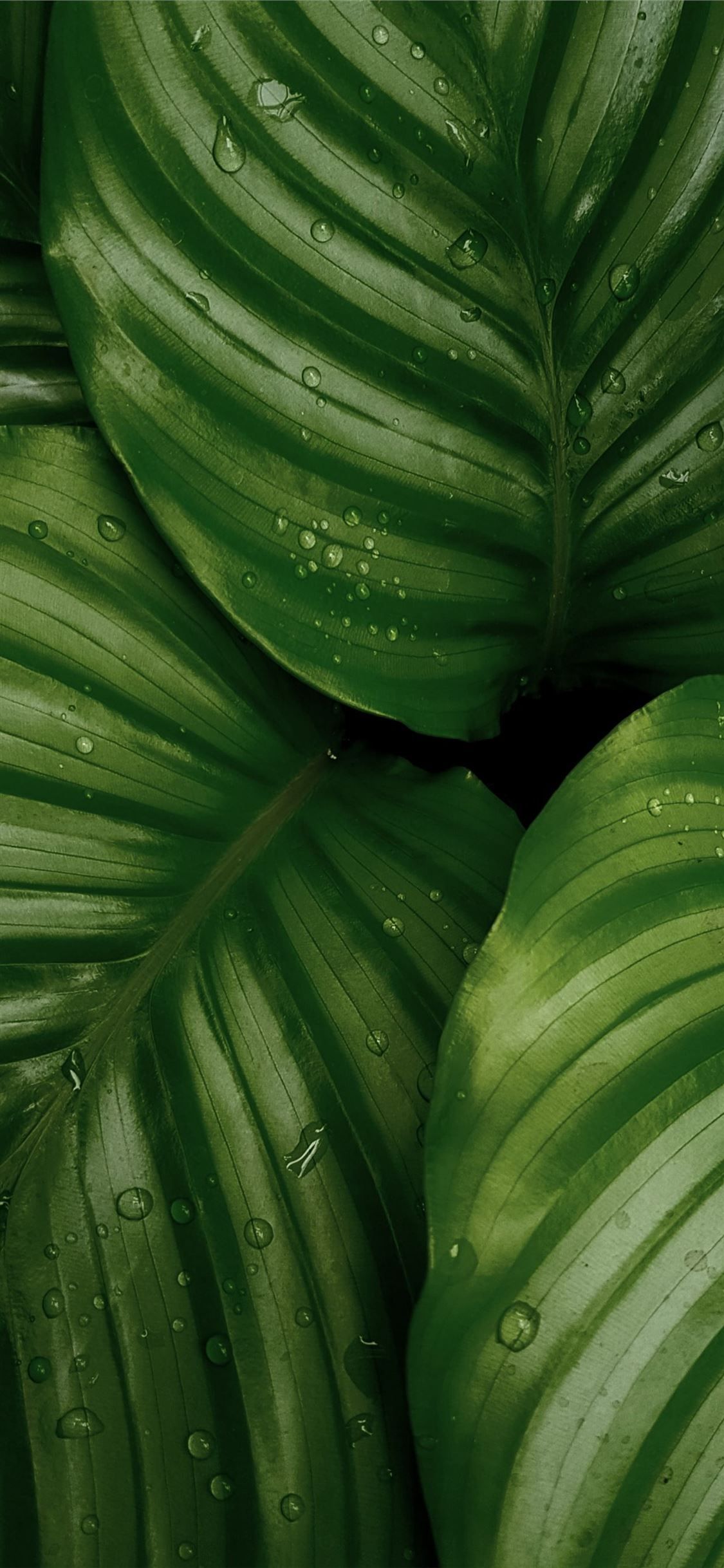 water droplets on green leaves iPhone X Wallpaper Free Download
