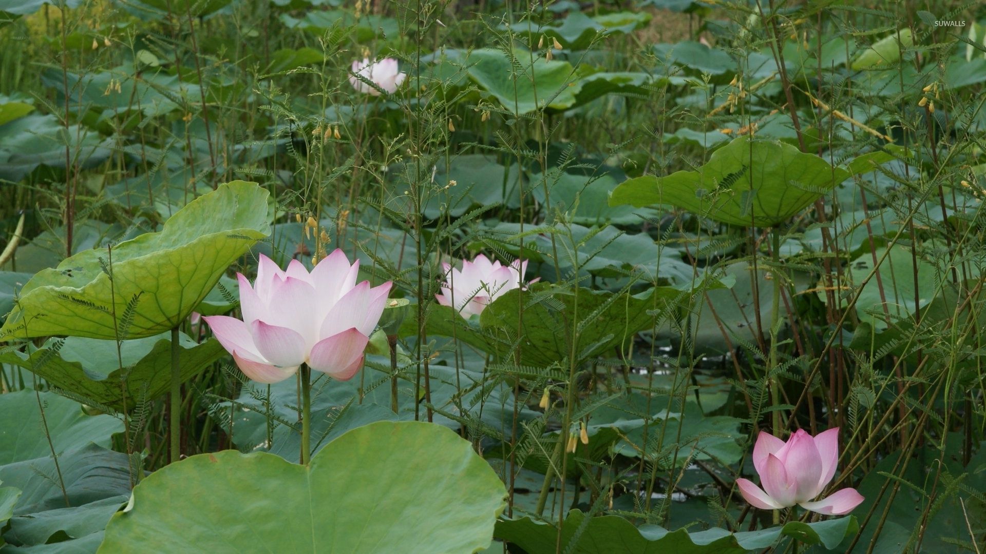Pink water lilies pieces of color above the green plants wallpaper wallpaper