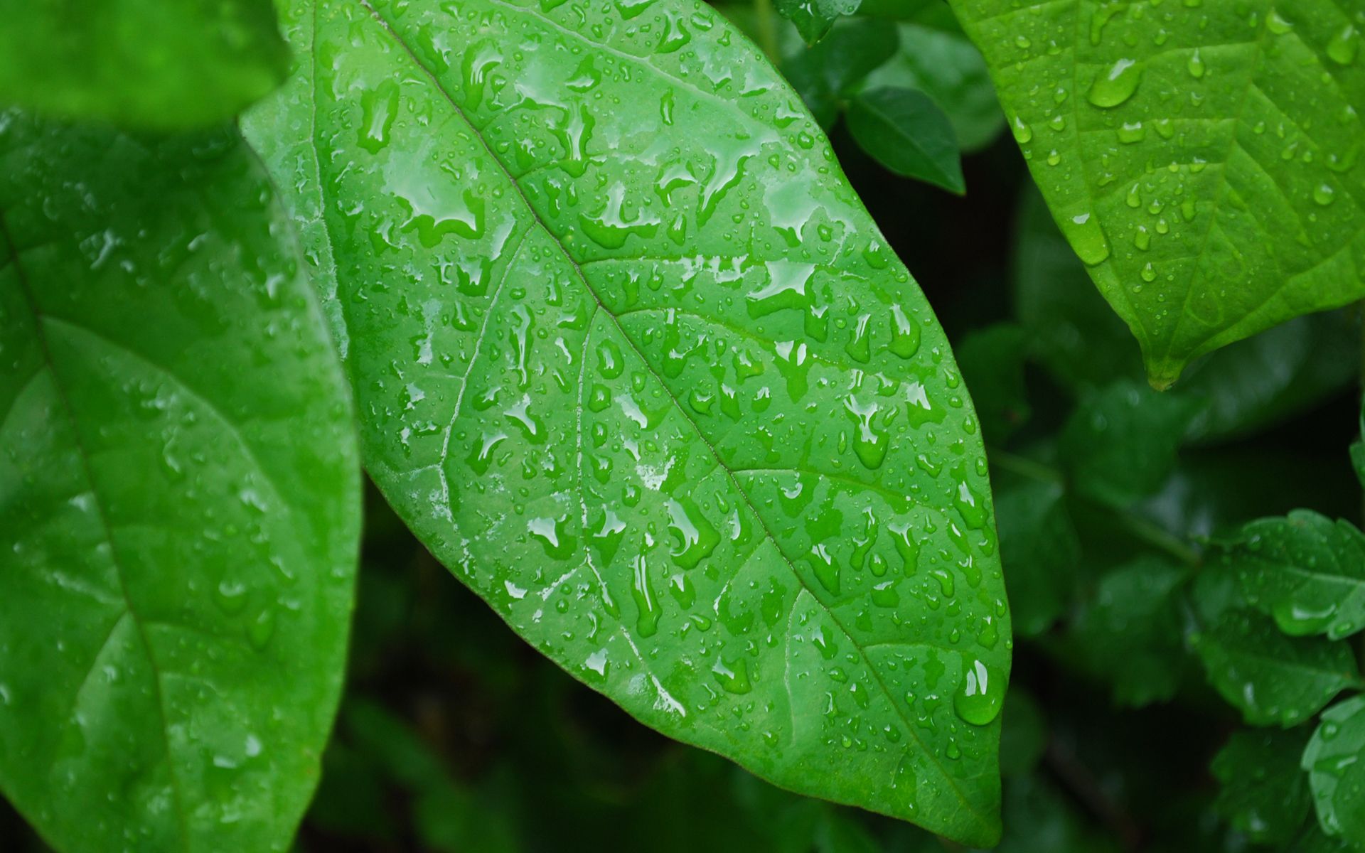 green, nature, leaves, wet, plants, water drops, macro wallpaper