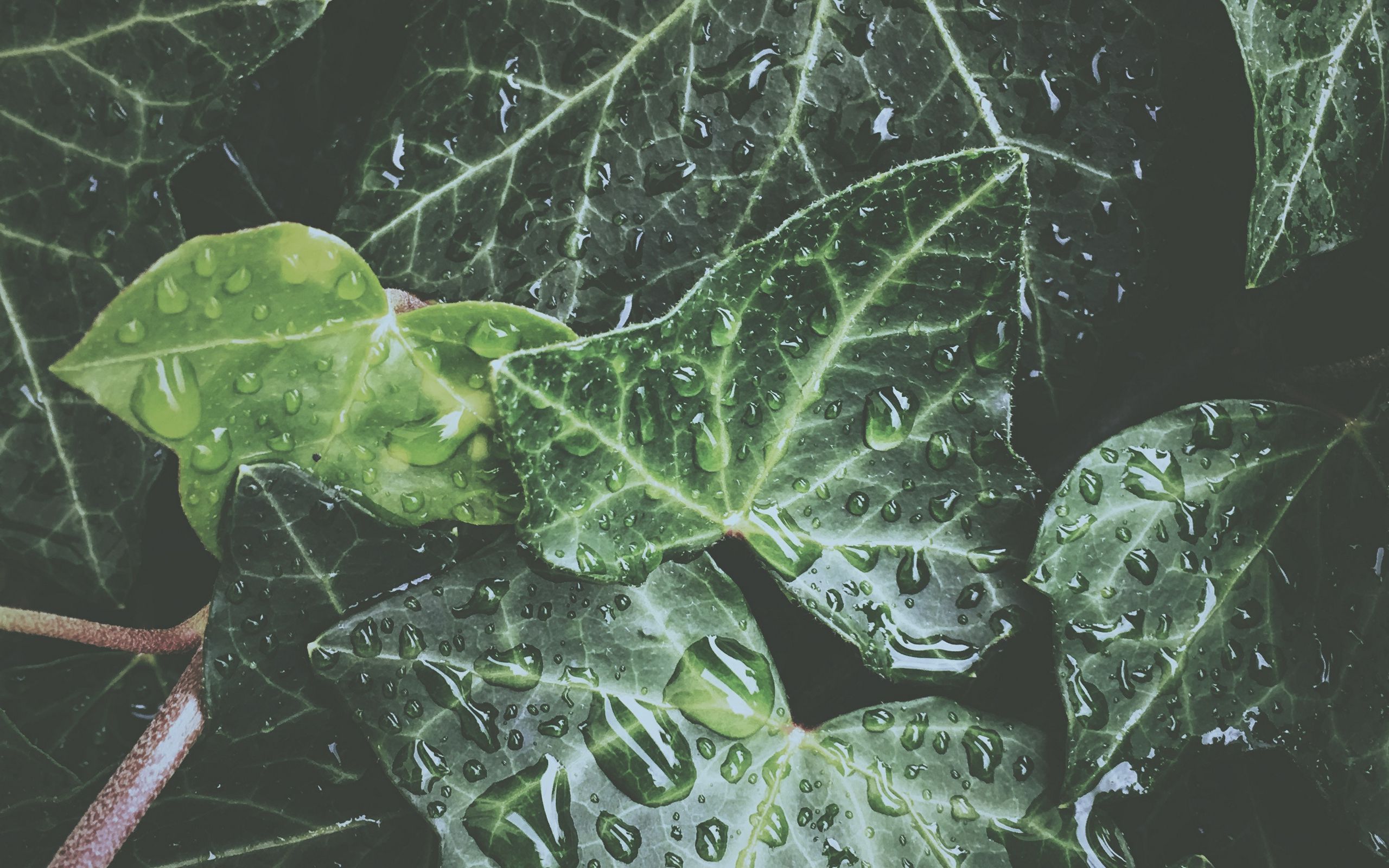 Download wallpaper 2560x1600 leaves, drops, dew, water, plant, exotic, surface, glossy widescreen 16:10 HD background