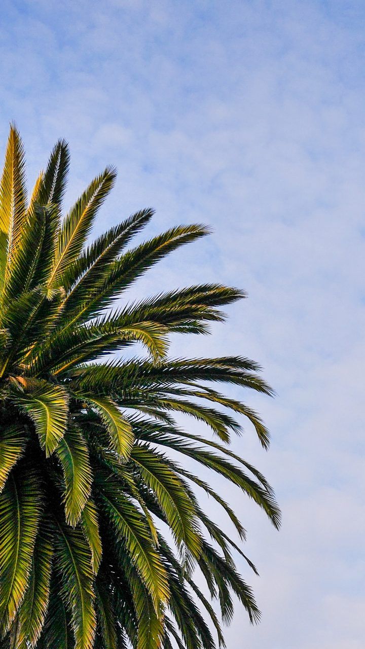 Palm Wallpaper Palm Trees Wallpaper & Background Download