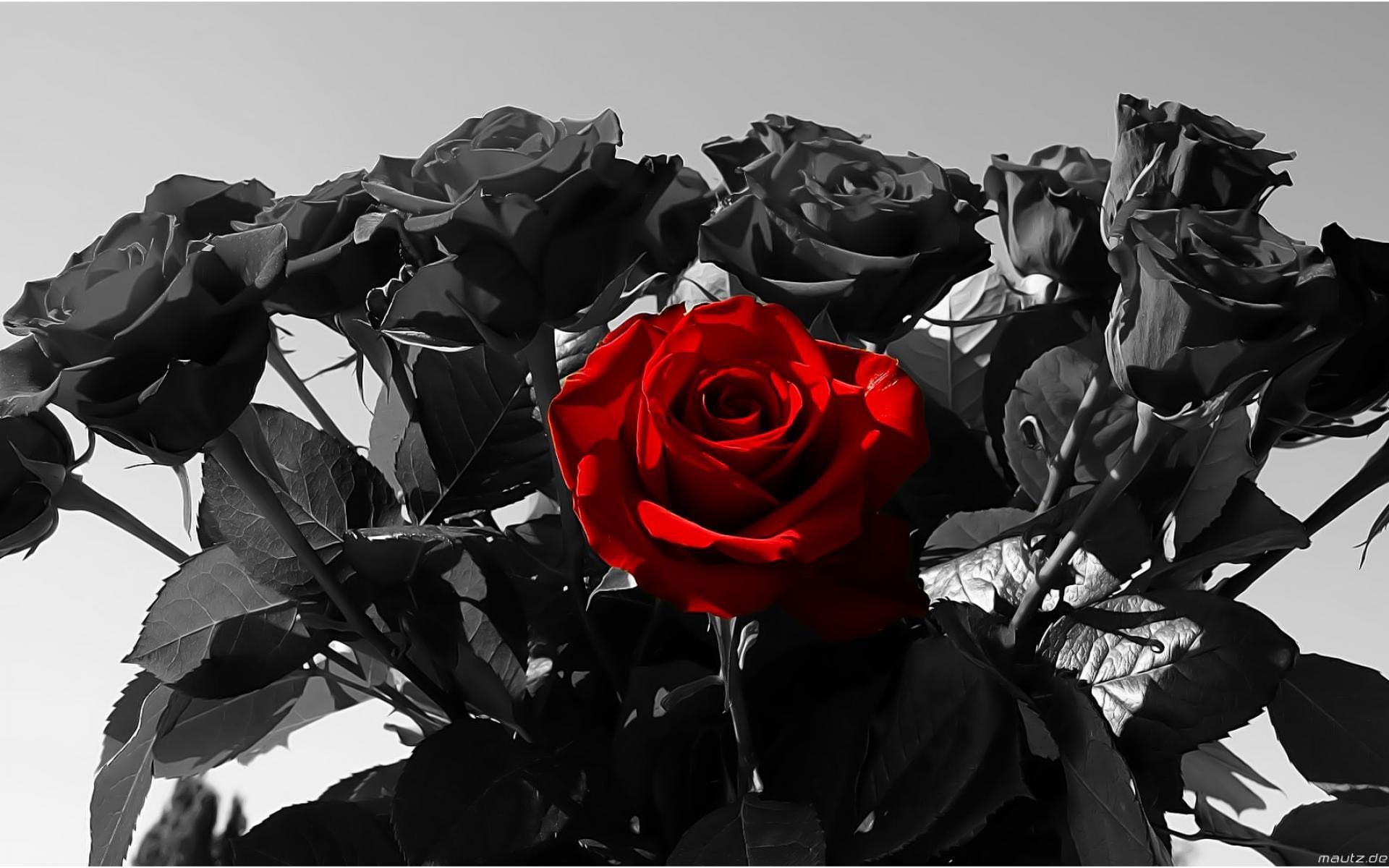 Red Roses Aesthetic Desktop Wallpaper