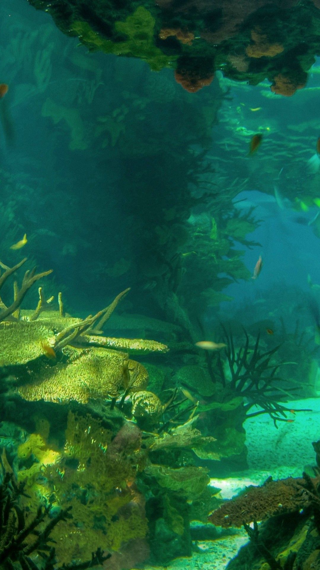 Deep Sea Android Wallpaper Android Wallpaper