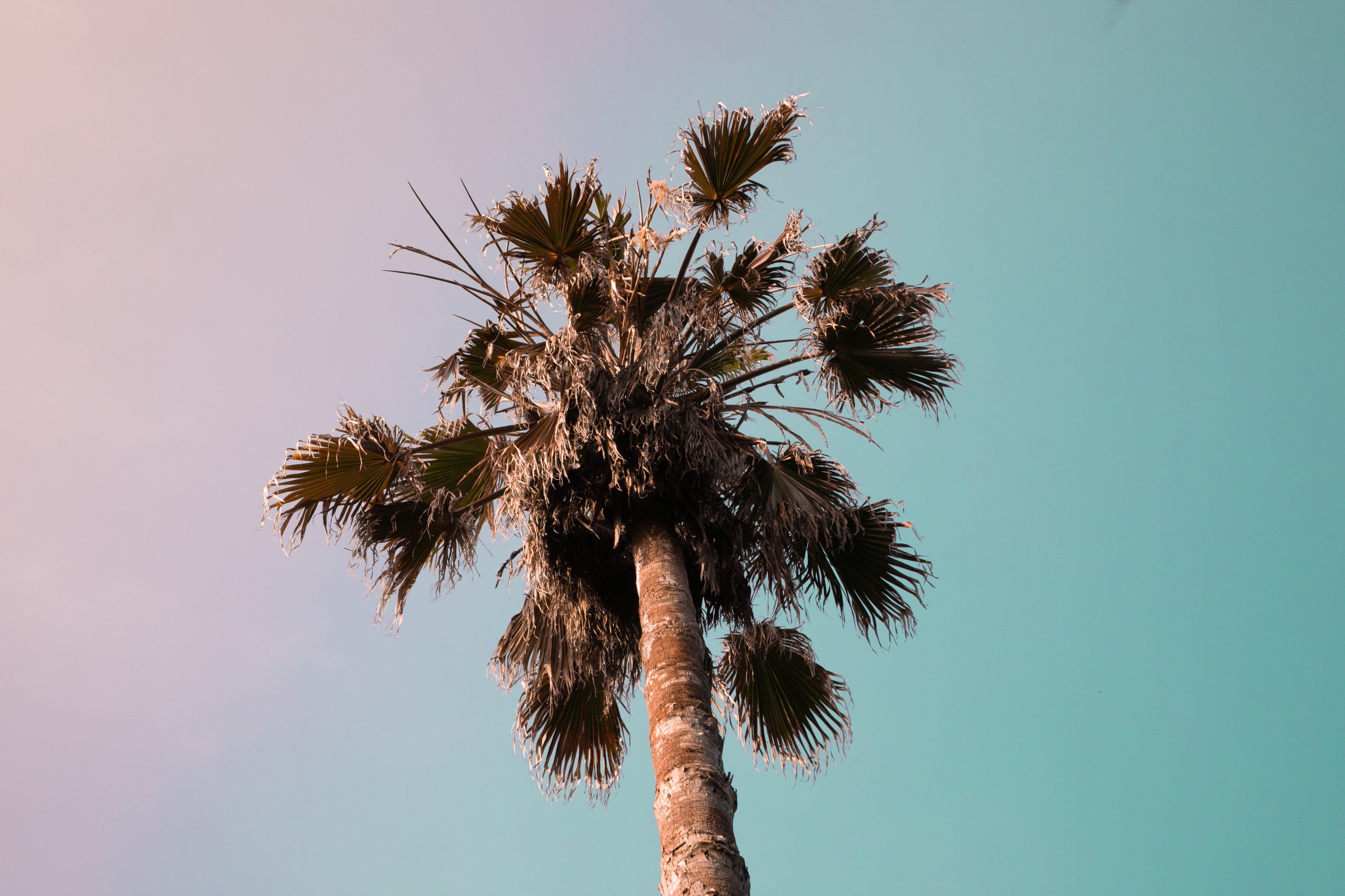 Palm Tree 4K wallpaper