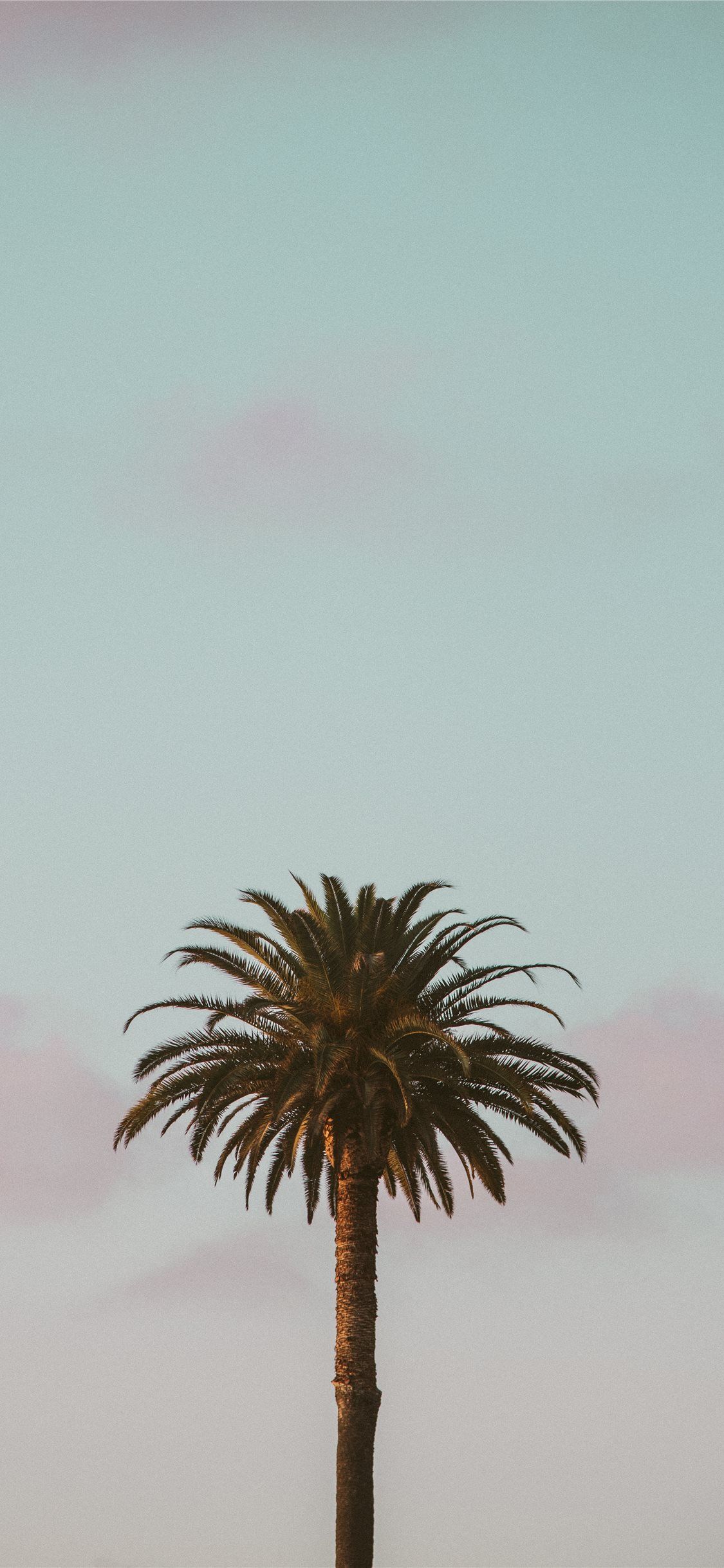 green palm tree iPhone X Wallpaper Free Download