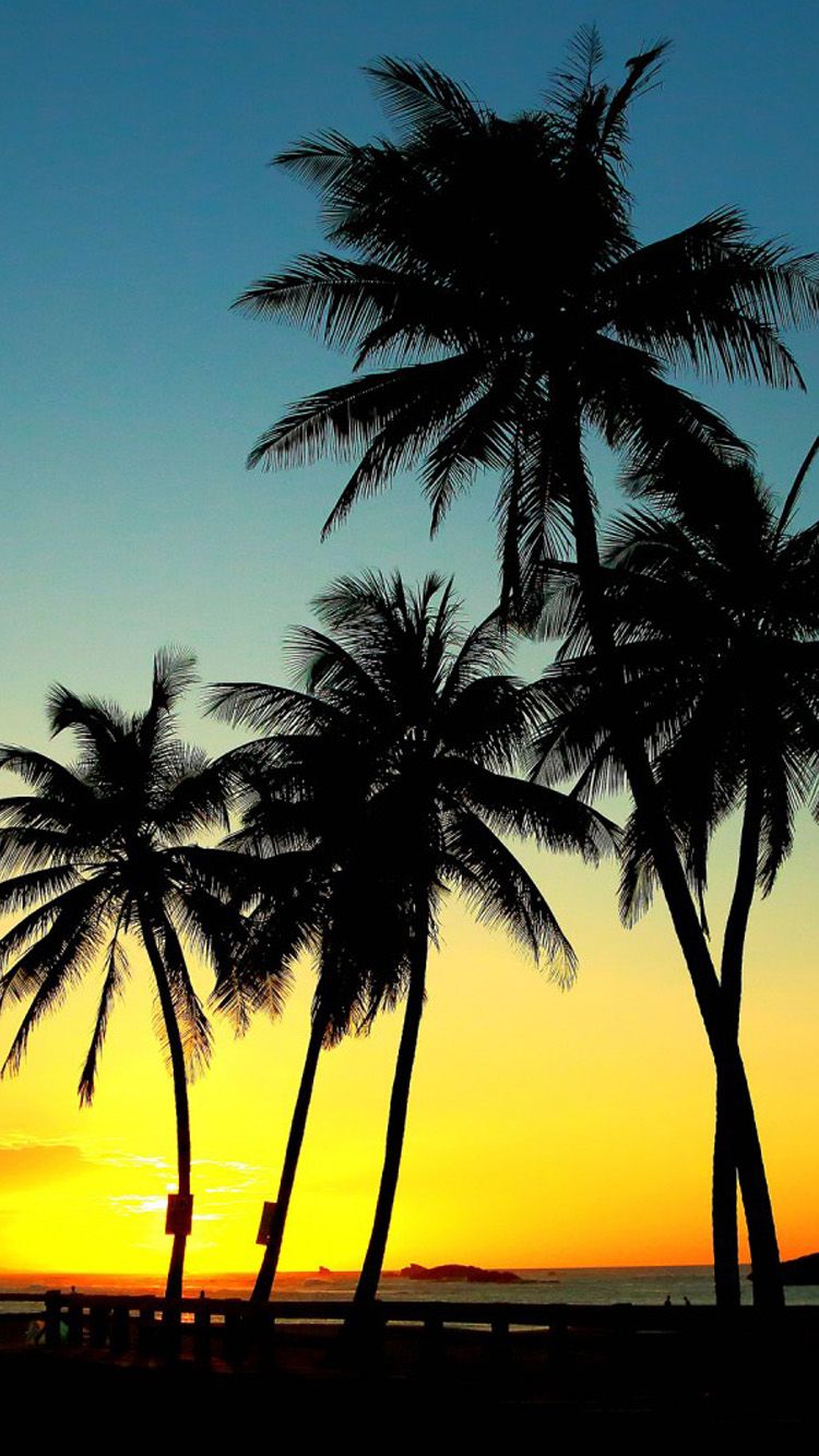 Free download Palm trees sunset HD iPhone 6 Wallpaper [750x1334] for your Desktop, Mobile & Tablet. Explore Sunset Palm Trees Wallpaper. Tropical Sunset Wallpaper Desktop, Beach Palm Trees Wallpaper