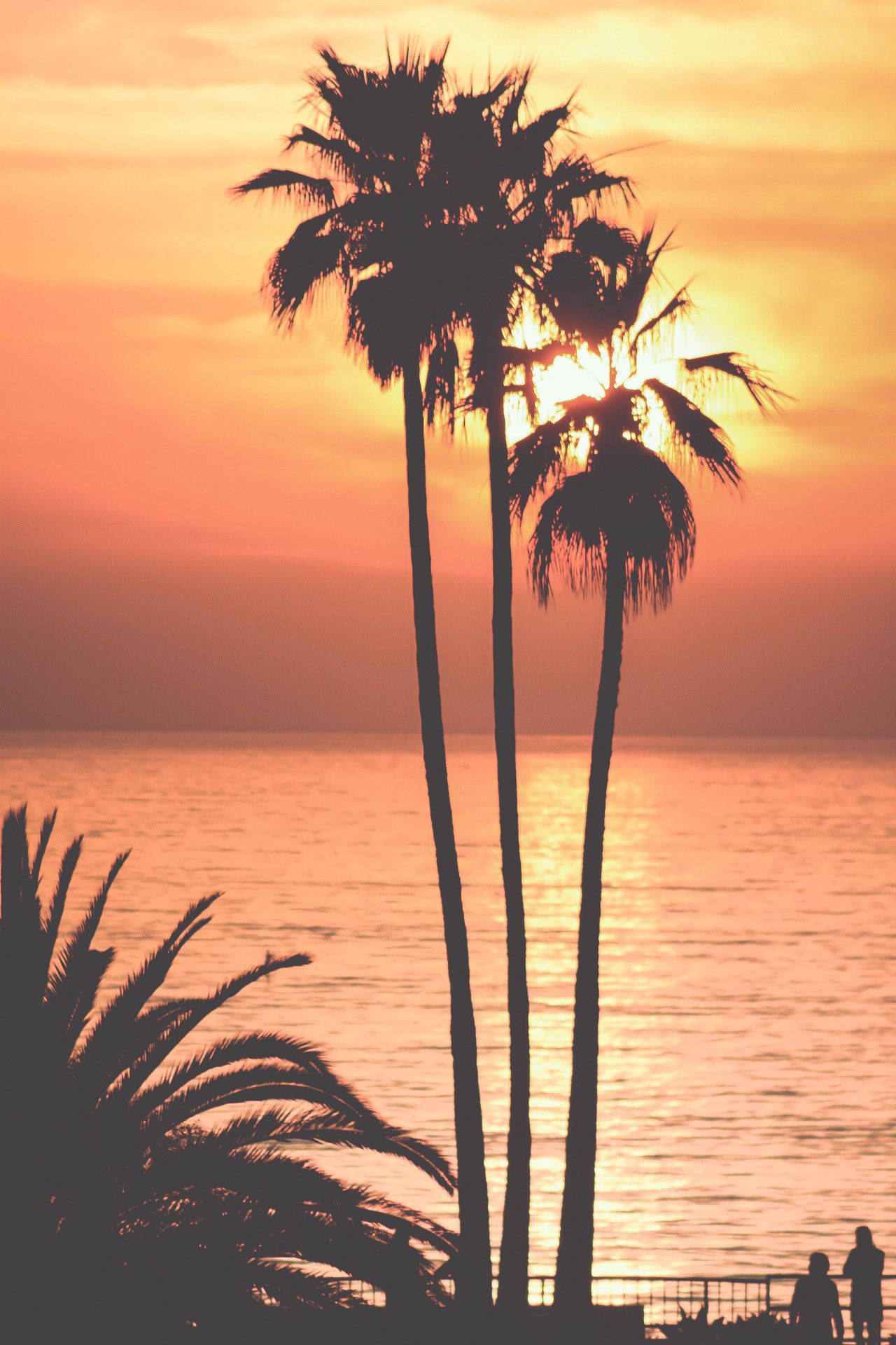 Palm Trees Sunset Wallpaper For iPhone