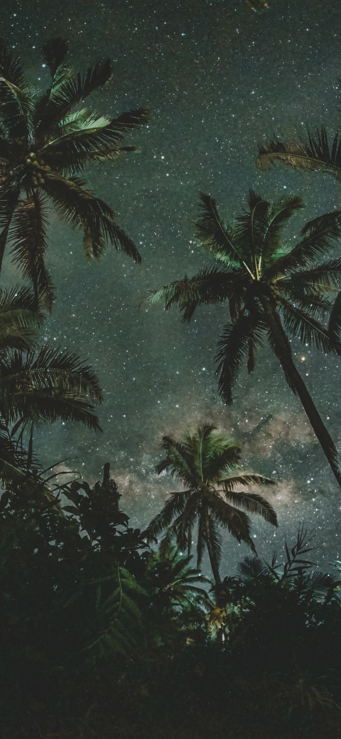 Download 1125x2436 wallpaper palm trees, night, starry night, nature, iphone x 1125x2436 HD image, background, 202