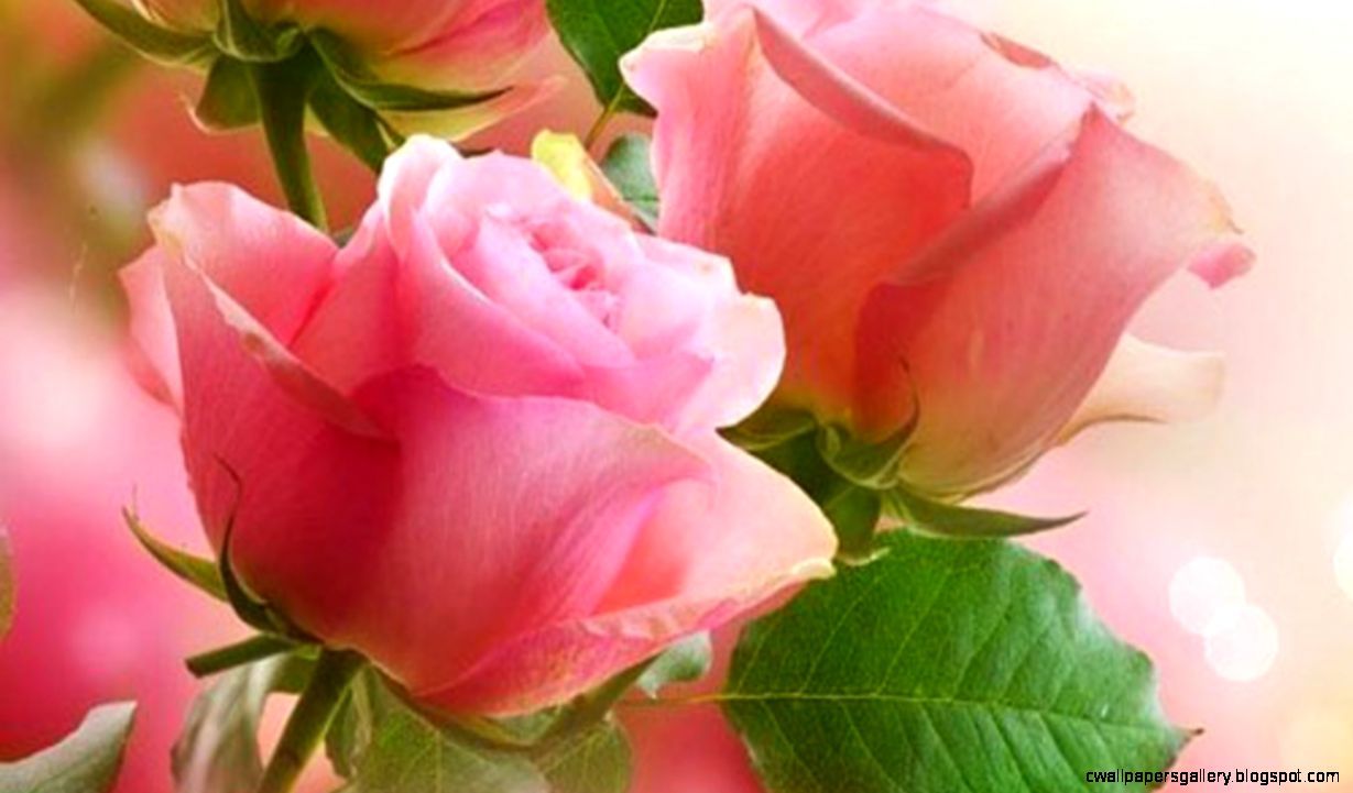 Rose Wallpaper Desktop Background