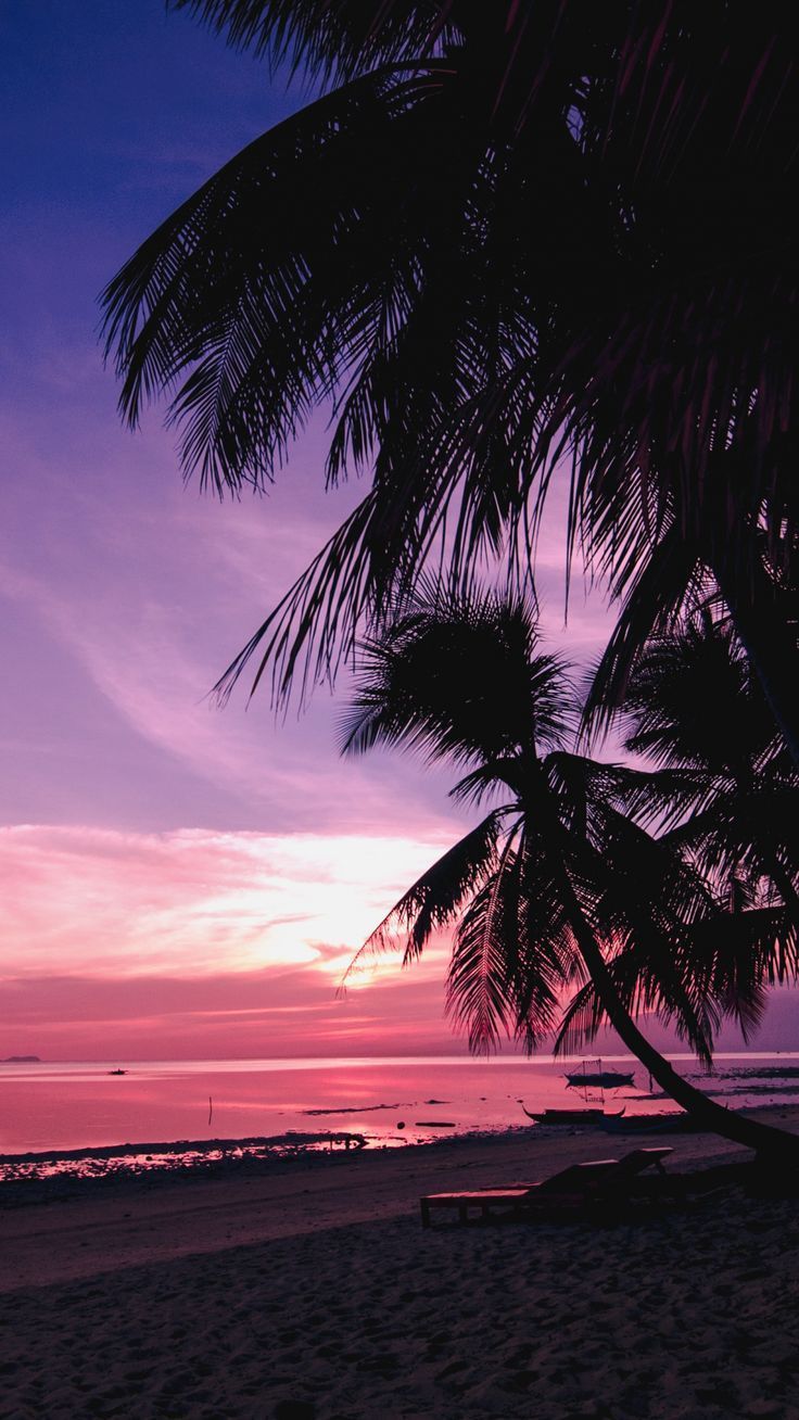 Palm trees beach nature sunset wallpaper 4K