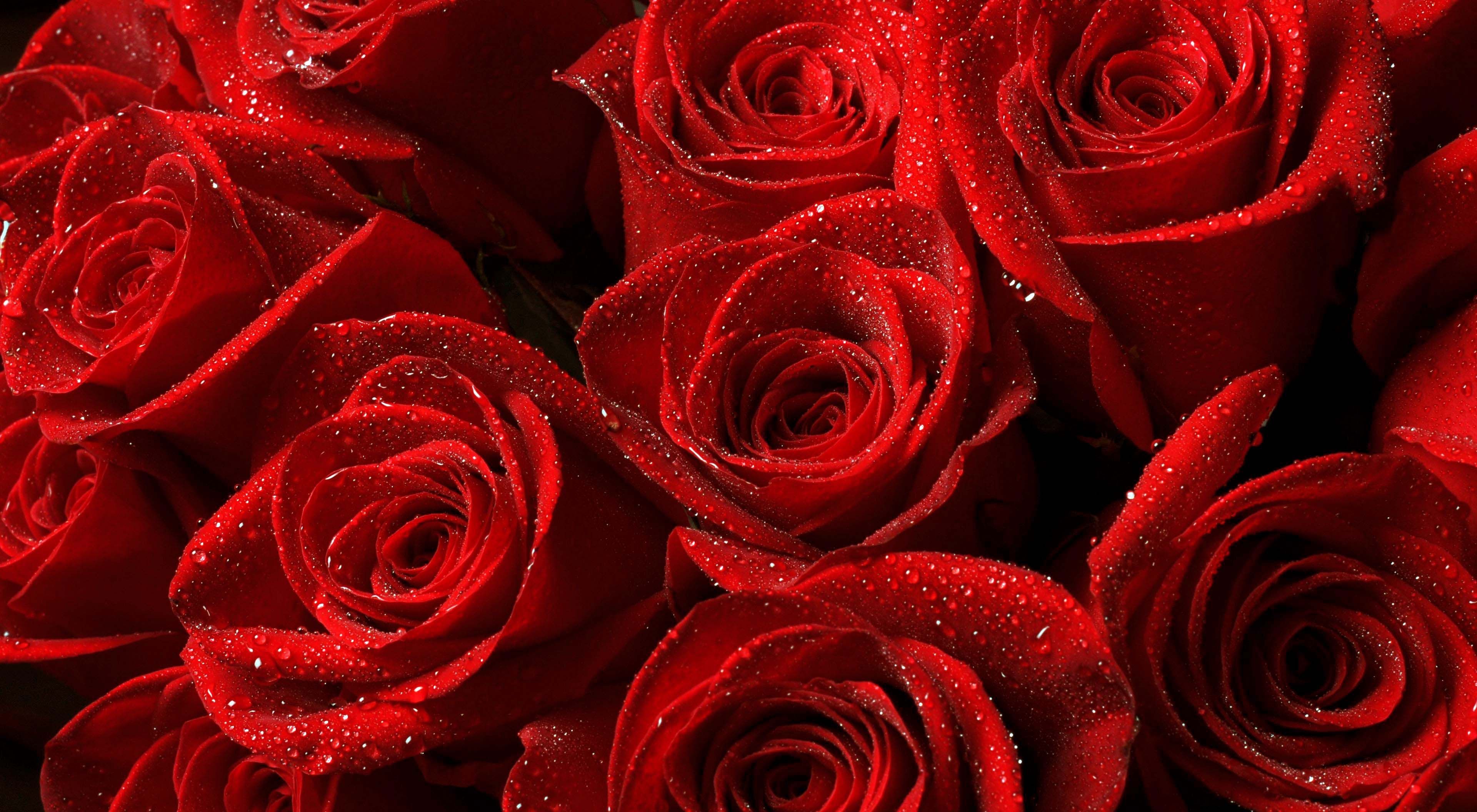 Dope Rose Wallpaper for Computer