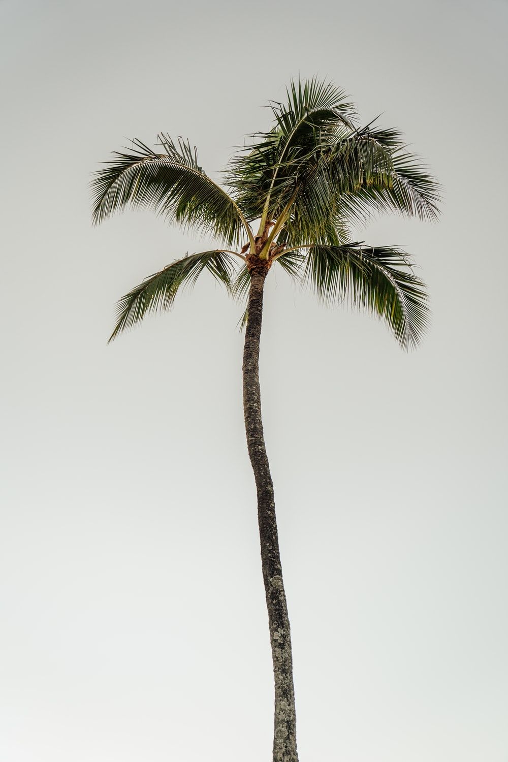 Palm Tree Picture [HD]. Download Free Image
