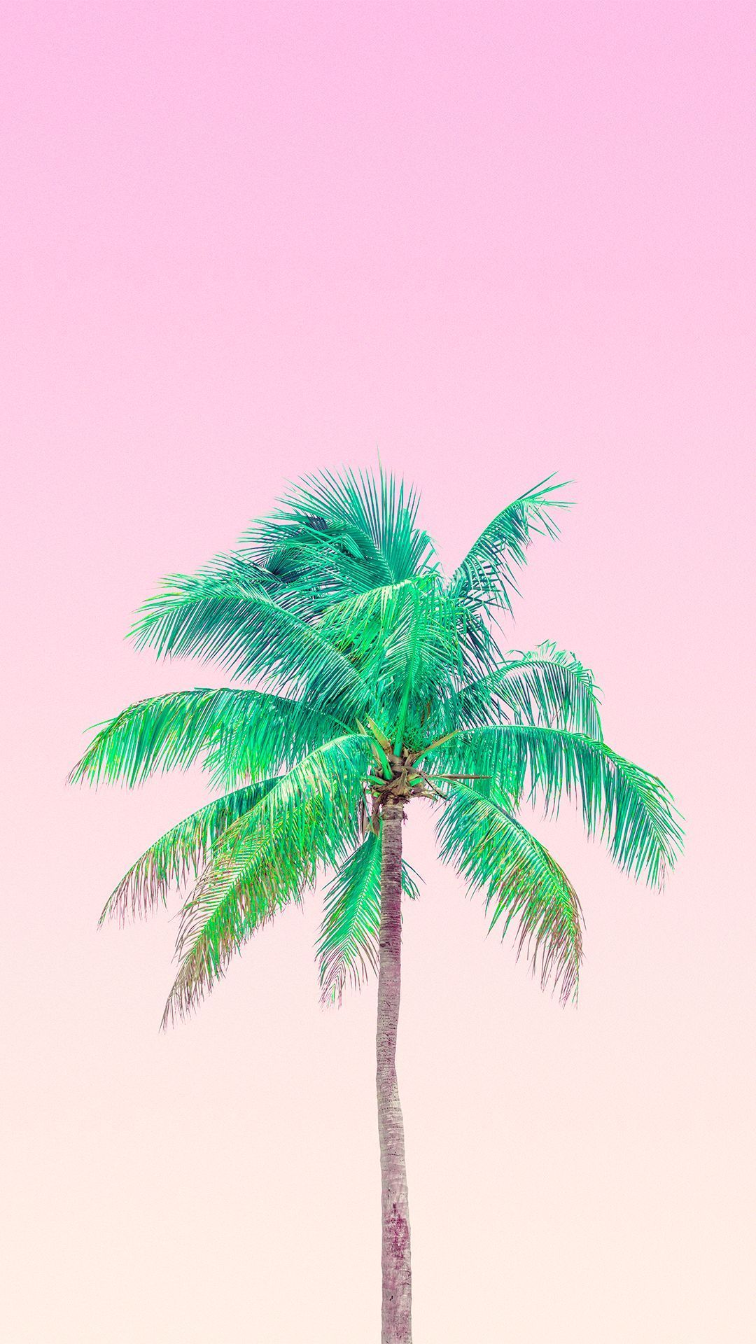 pink palm tree background