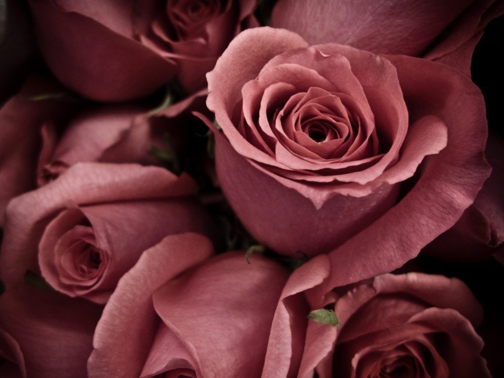 dusty rose desktop backgrounds