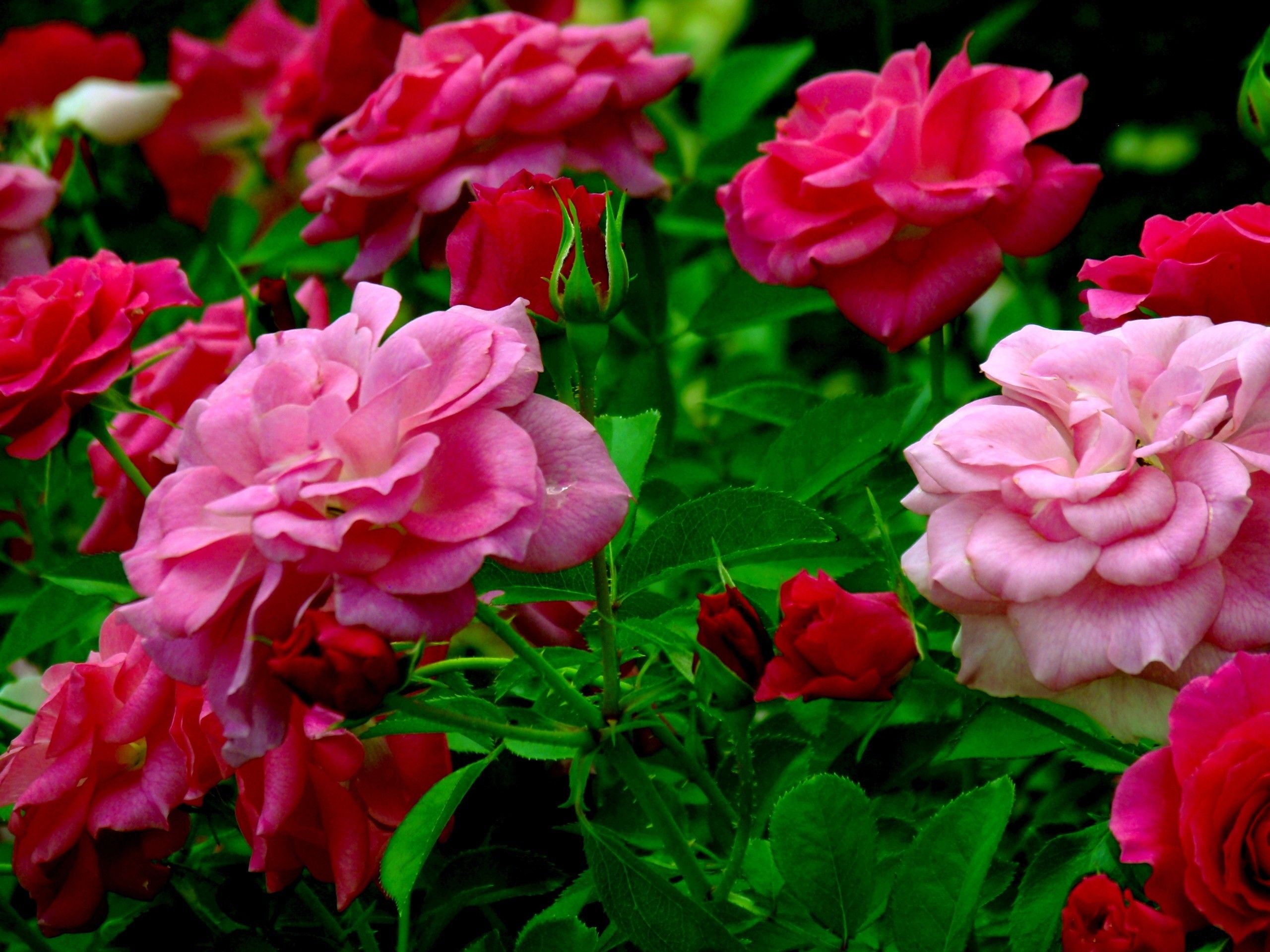 Roses Wallpaper for Desktop background picture