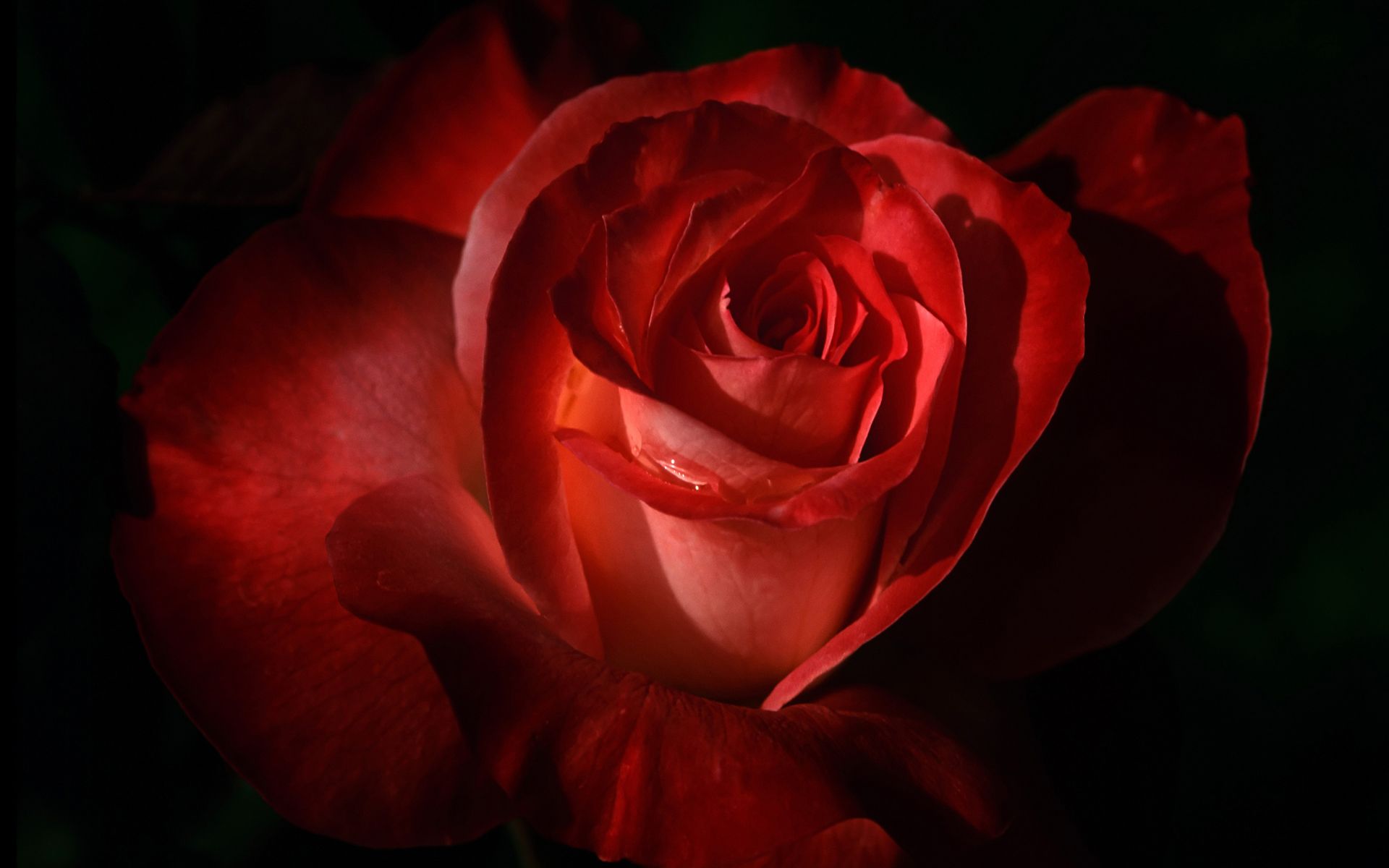 Red Rose Desktop Wallpaper, High Definition, High Quality, Widescreen